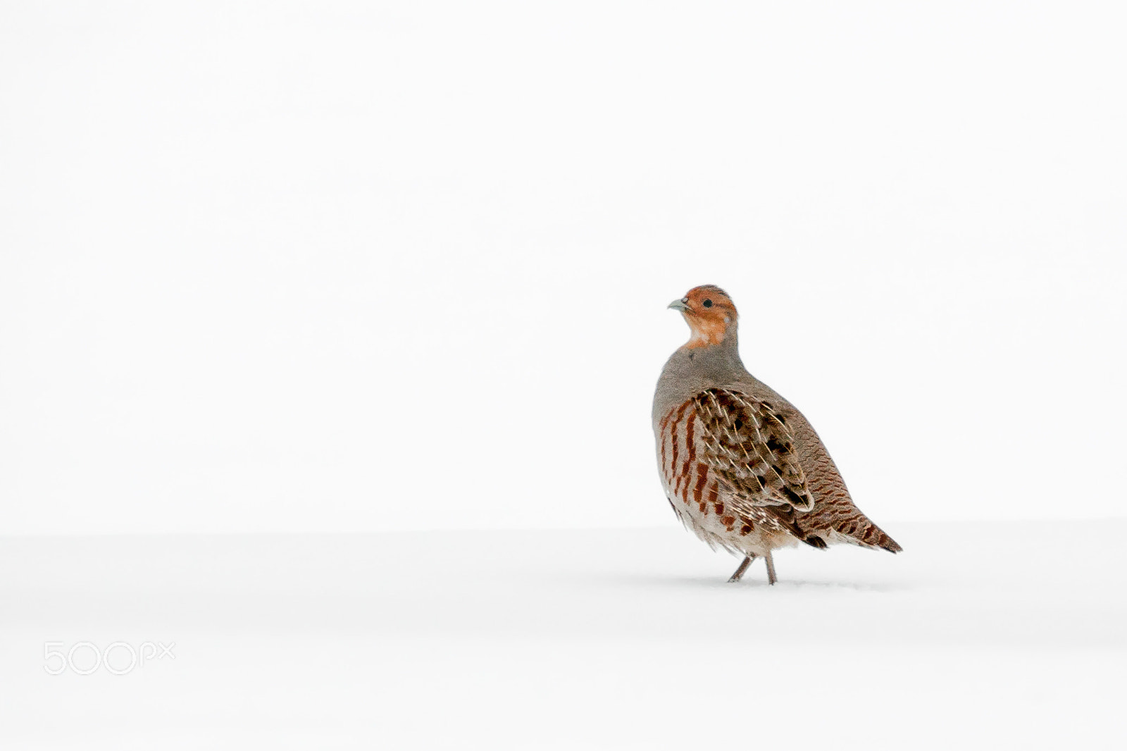 Sigma 150-500mm F5-6.3 DG OS HSM sample photo. Gray partridge photography