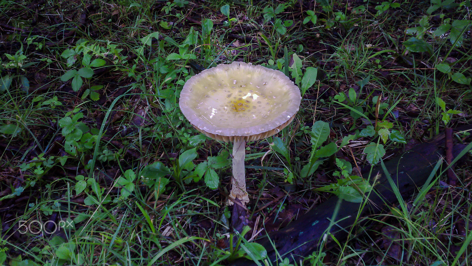 Motorola Droid X sample photo. Mushroom dish photography