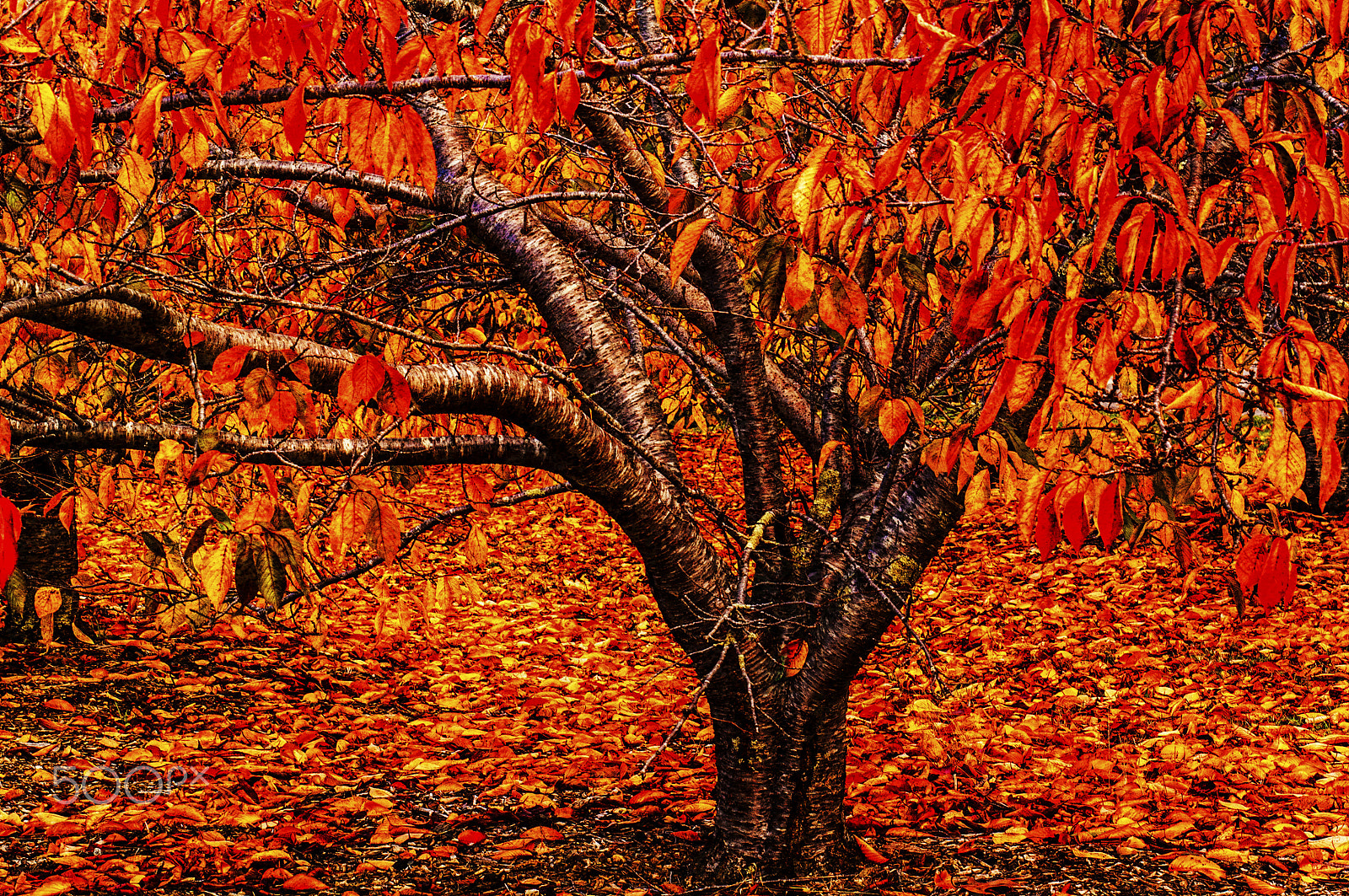 smc PENTAX-F 70-210mm F4-5.6 sample photo. Red autumn photography