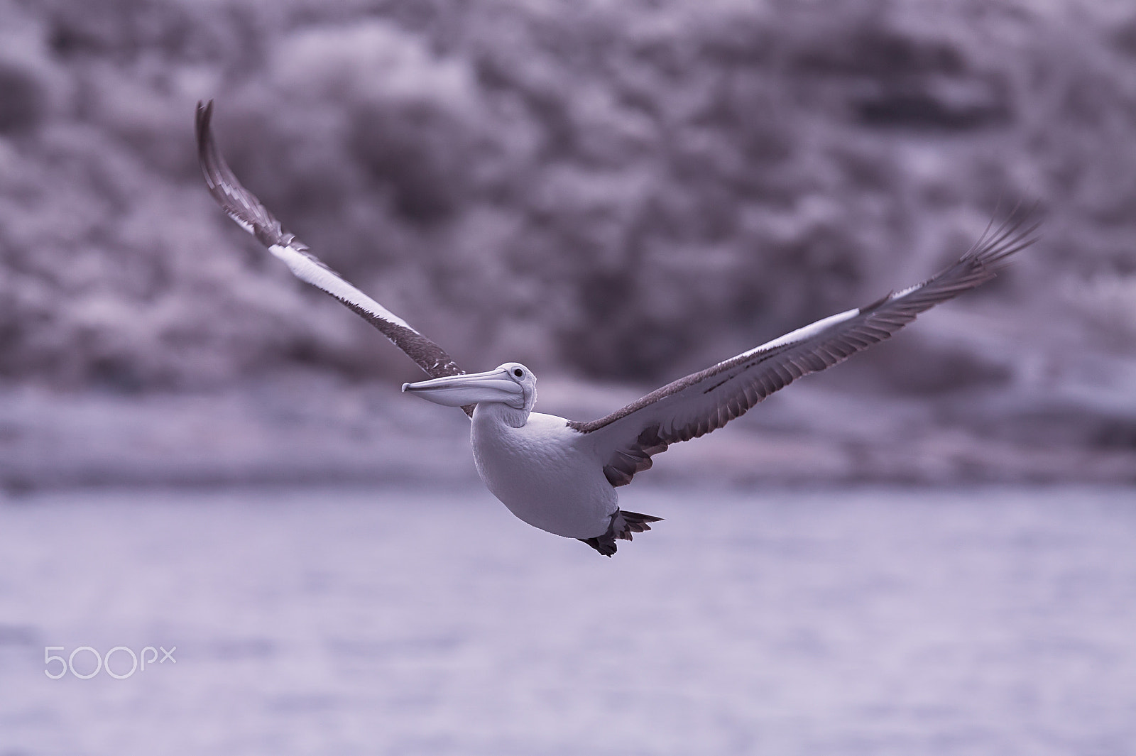 Canon EOS-1Ds + Canon EF 500mm f/4.5L sample photo. Clear runway photography