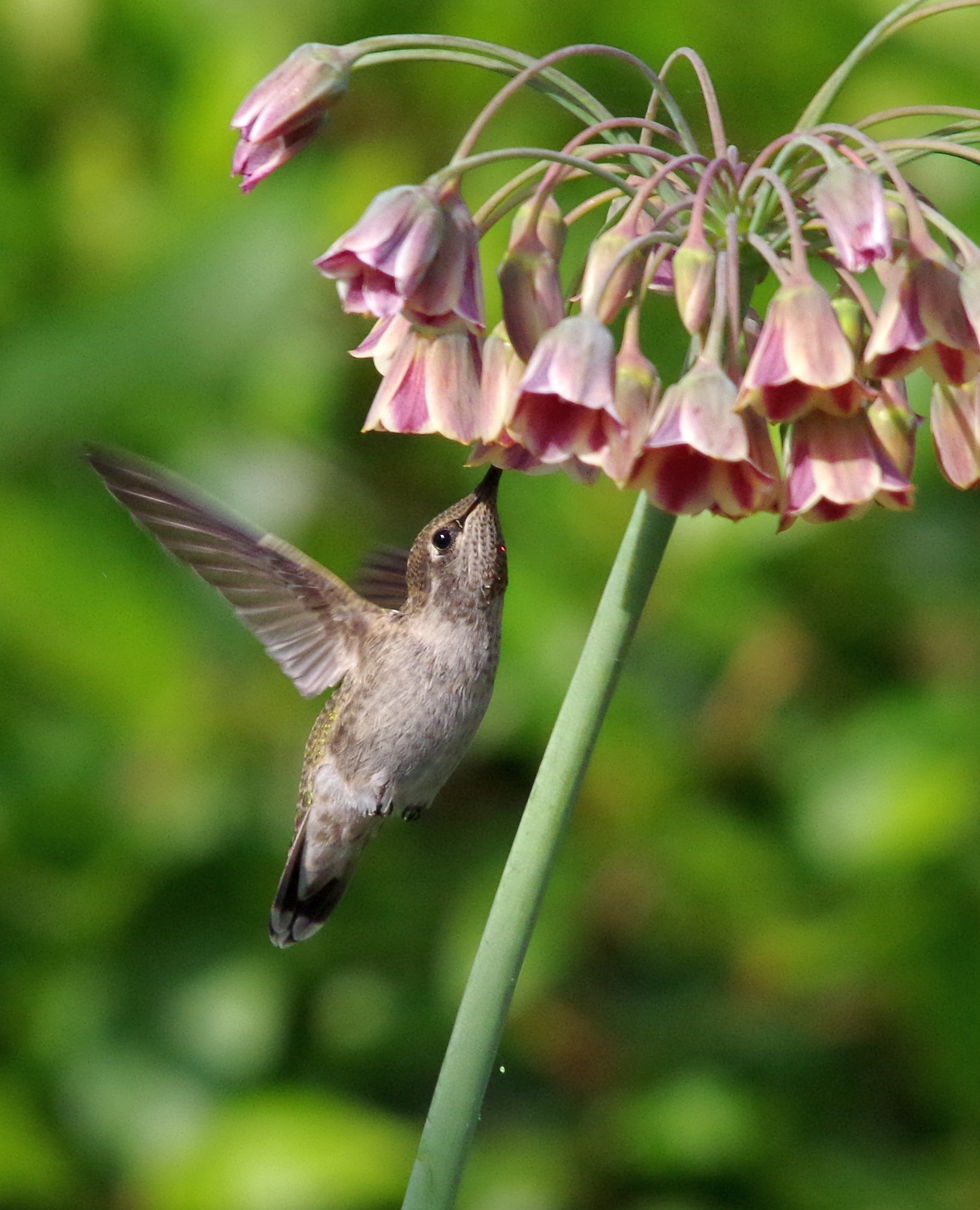 Pentax K-30 + Sigma 150-500mm F5-6.3 DG OS HSM sample photo. Juicy good taste photography