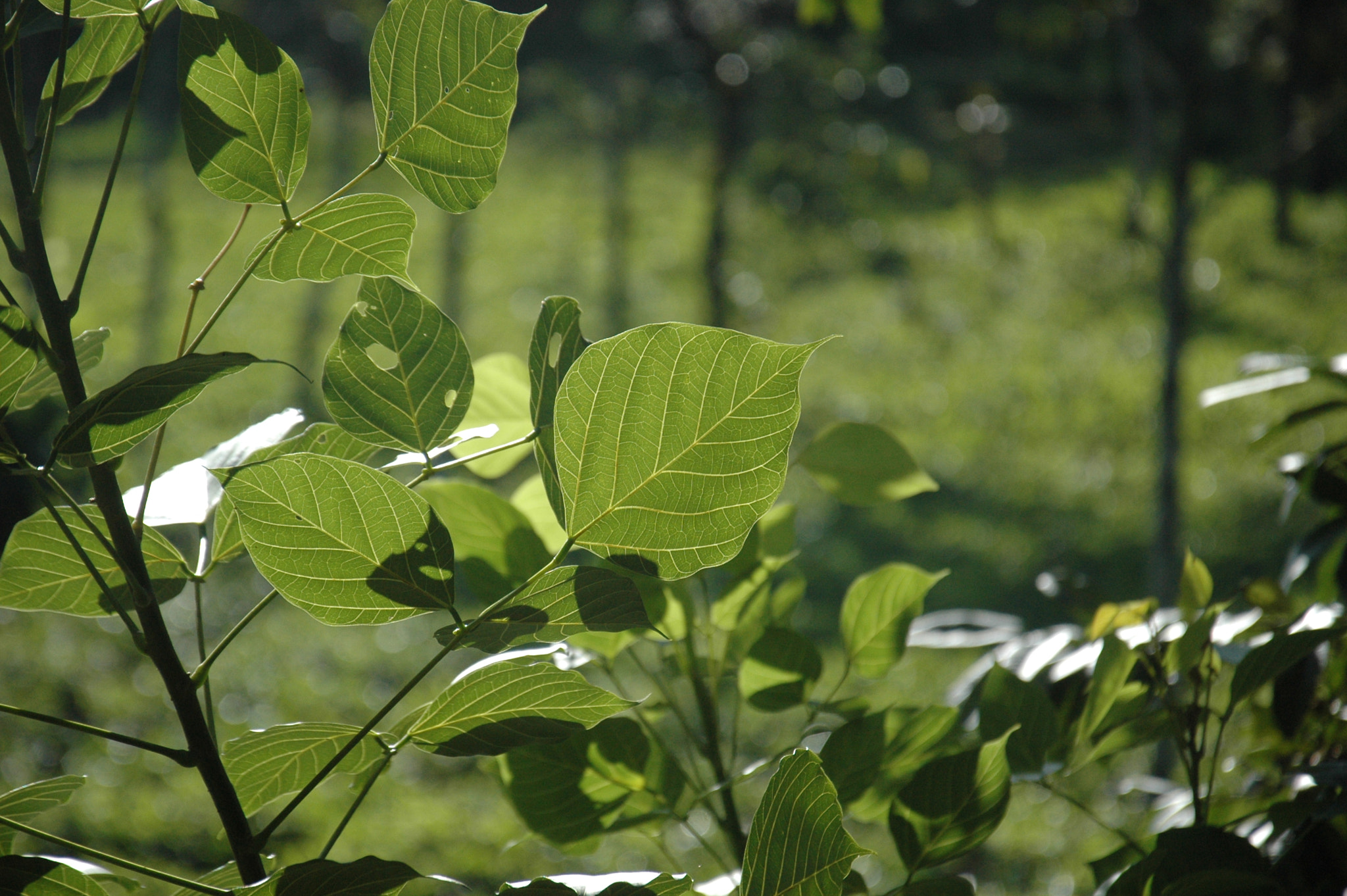 Nikon D70s sample photo. Leaf photography