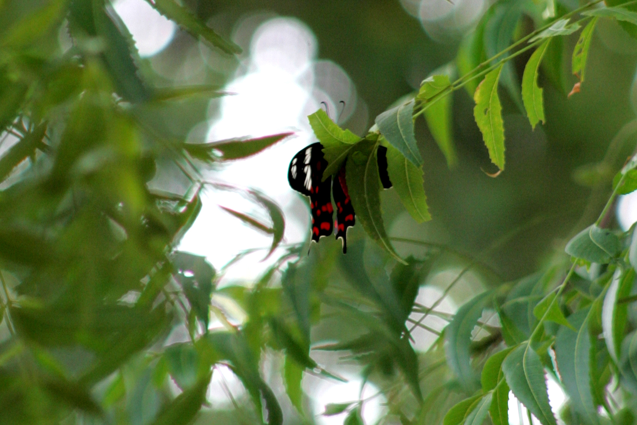 Canon EOS-1D Mark II + Canon EF 75-300mm f/4-5.6 USM sample photo. Butterfly photography