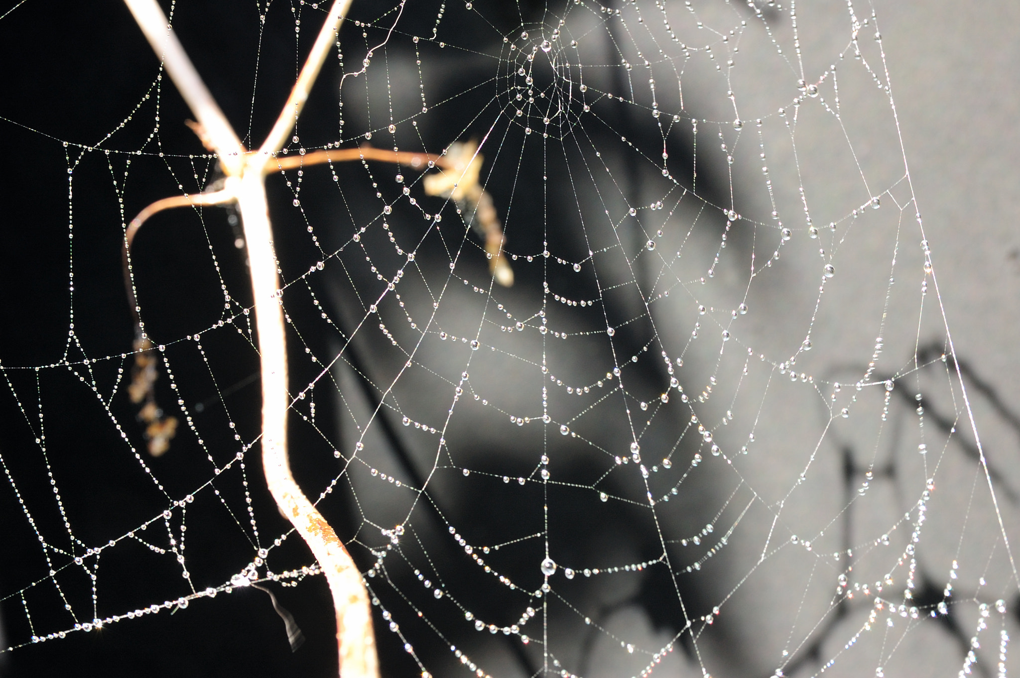 Nikon D40 + Sigma 18-50mm F2.8 EX DC Macro sample photo. The great architect photography