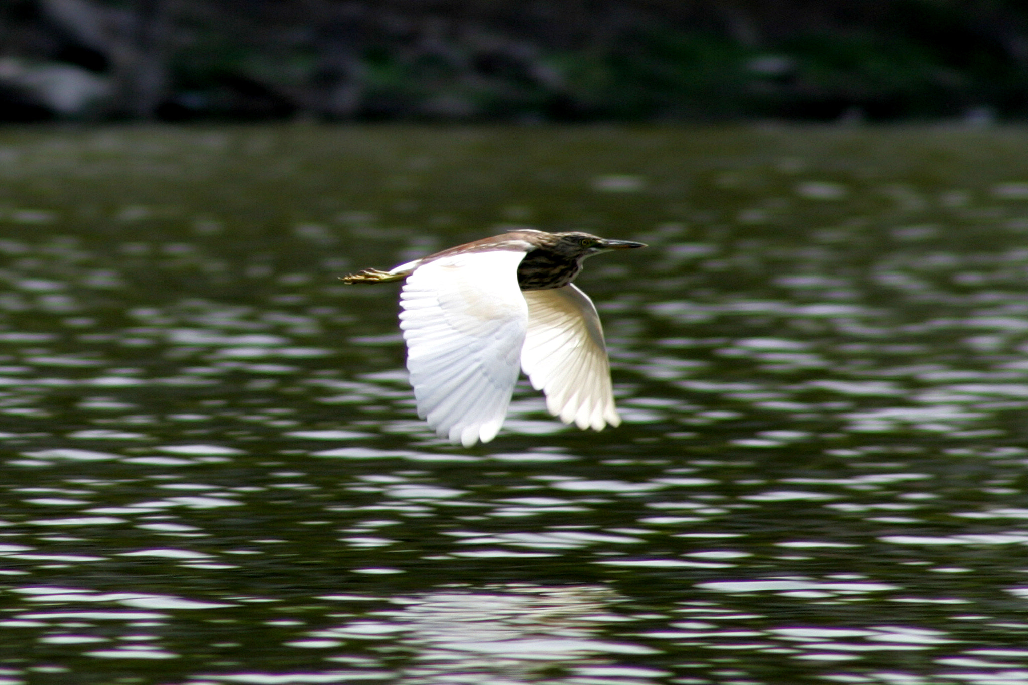 Canon EOS-1D Mark II sample photo. Flying bird photography
