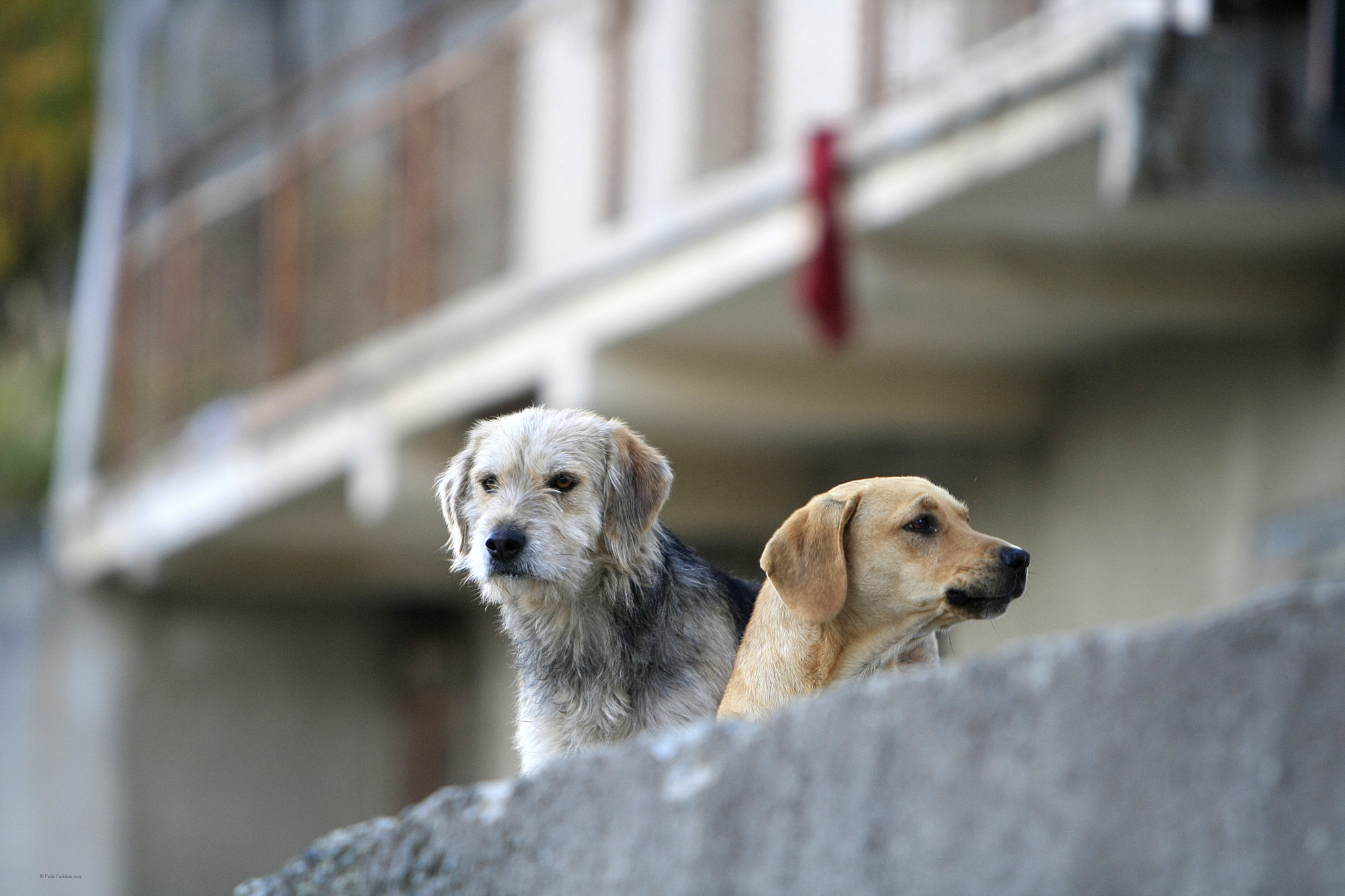 Canon EF 70-200mm F2.8L IS USM sample photo. Friends photography