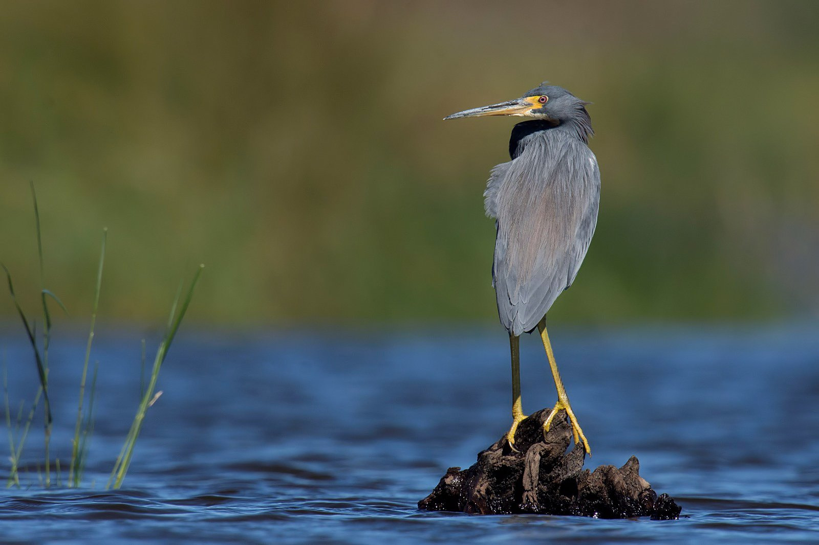 Nikon D7200 + Nikon AF-S Nikkor 500mm F4G ED VR sample photo. Tricolored heron photography