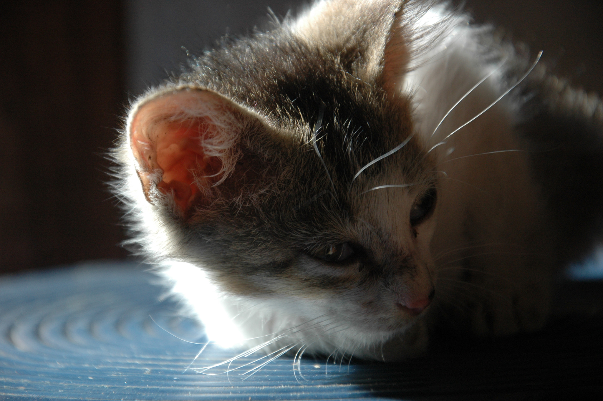 Nikon D70s sample photo. Cat photography