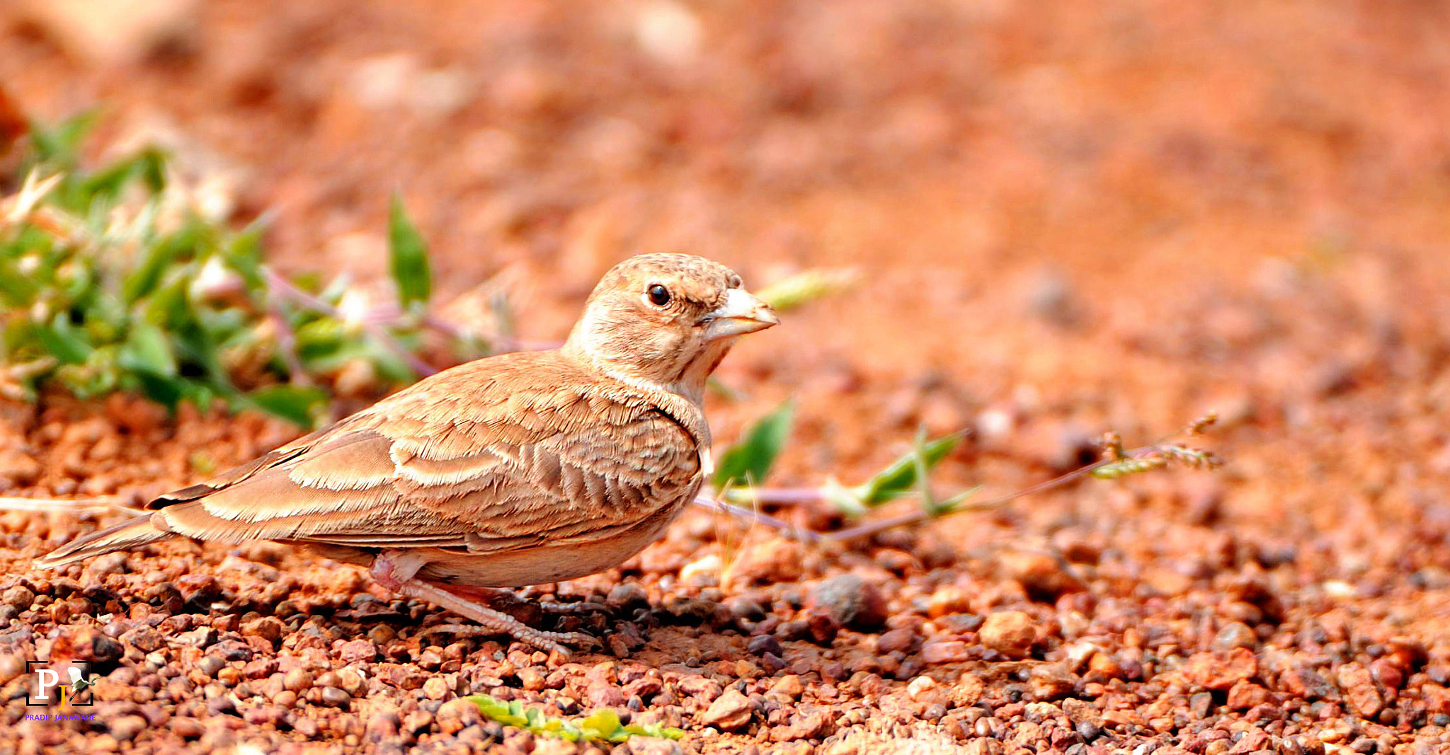 Nikon D3X sample photo. Skylark photography