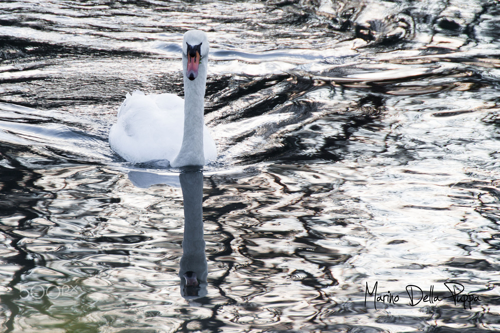 Canon EOS 500D (EOS Rebel T1i / EOS Kiss X3) sample photo. Swans are floatin' by photography