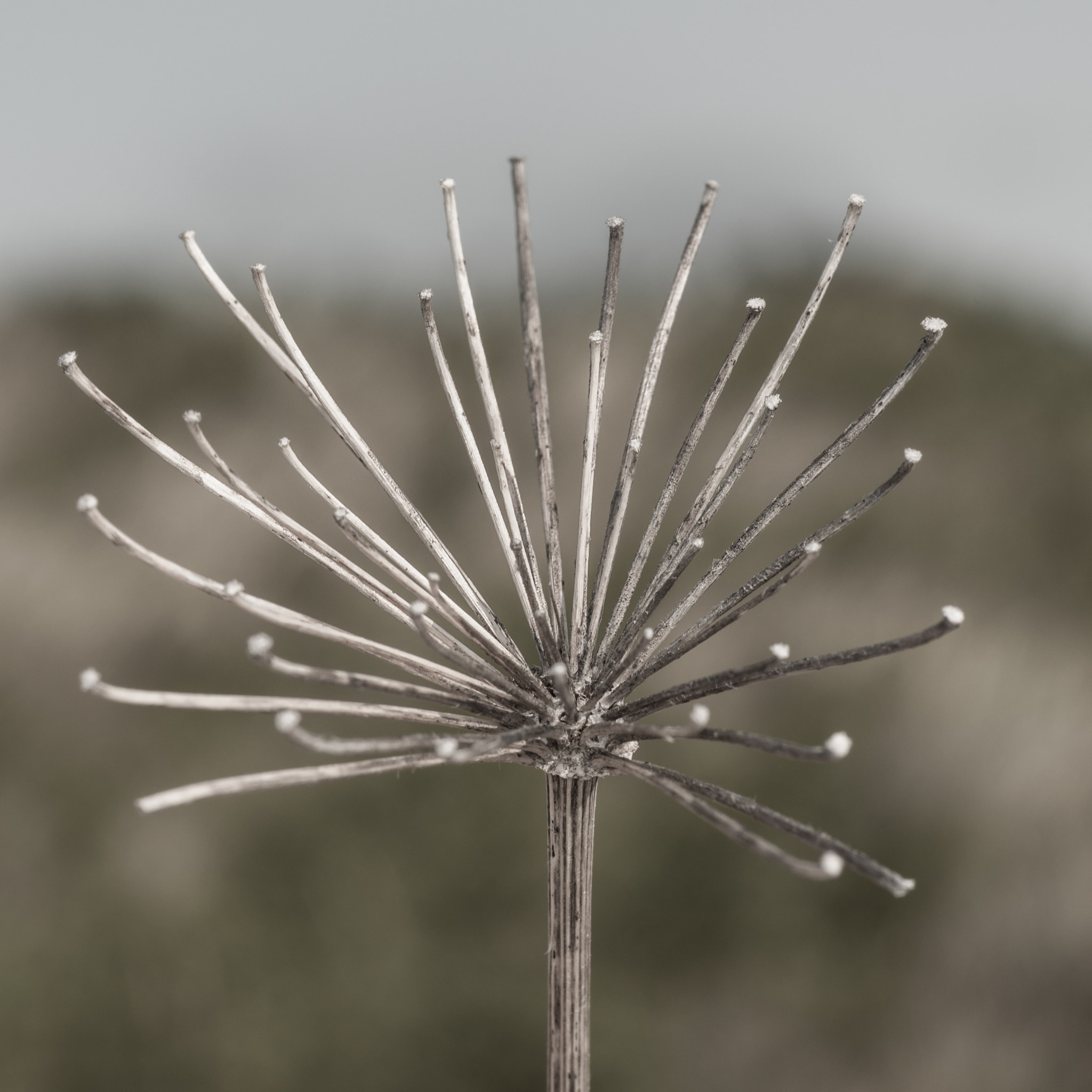 Sony Alpha DSLR-A900 + Tamron SP AF 90mm F2.8 Di Macro sample photo. Gone to seed. photography