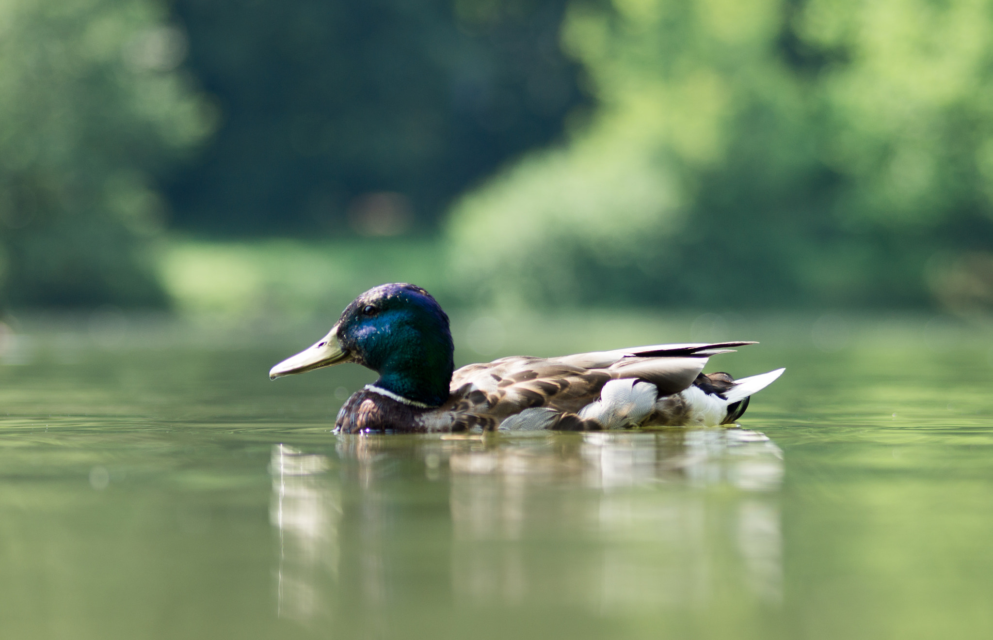 Sony SLT-A55 (SLT-A55V) + Sigma AF 105mm F2.8 EX [DG] Macro sample photo. Swimming duck on the lake photography