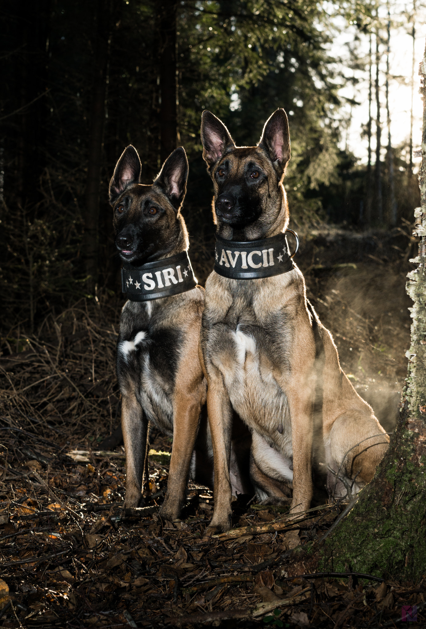 Sony ILCA-77M2 + Sigma 50mm F1.4 EX DG HSM sample photo. Proud malinois photography