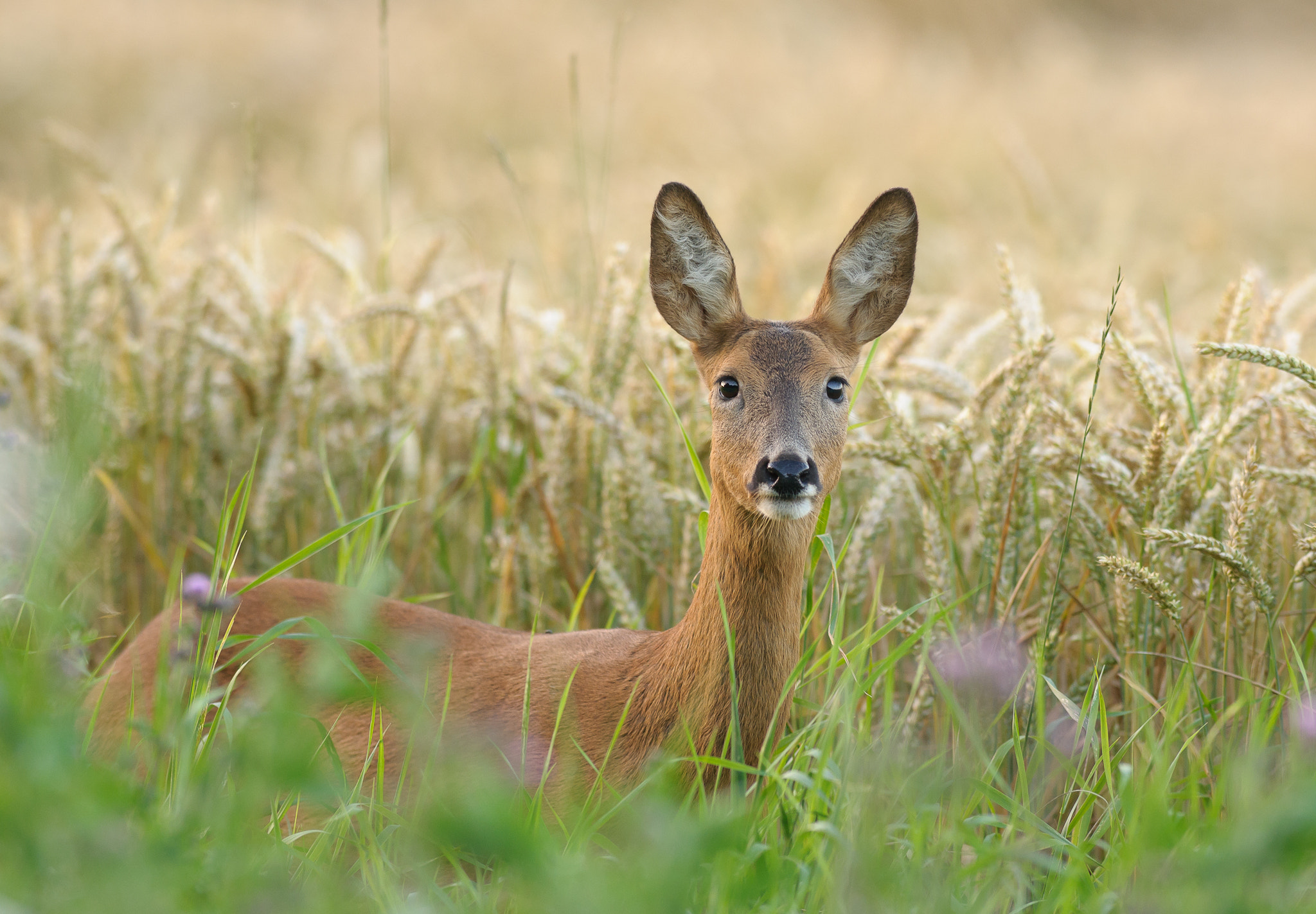 Nikon AF-S Nikkor 300mm F2.8G ED VR II sample photo. Roe - alert photography