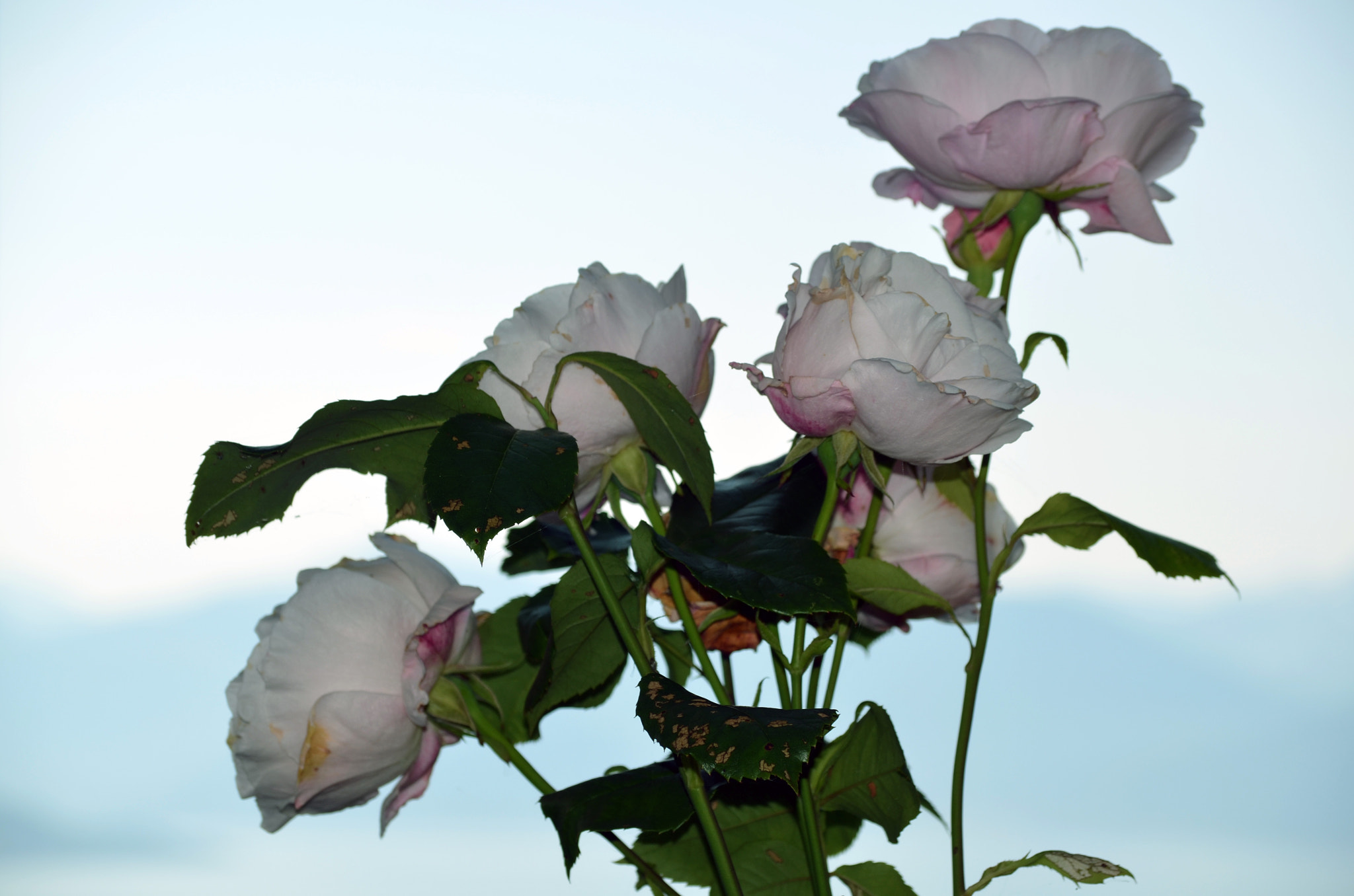 AF Zoom-Nikkor 24-50mm f/3.3-4.5 sample photo. Roses by tonnyfroyen.com photography