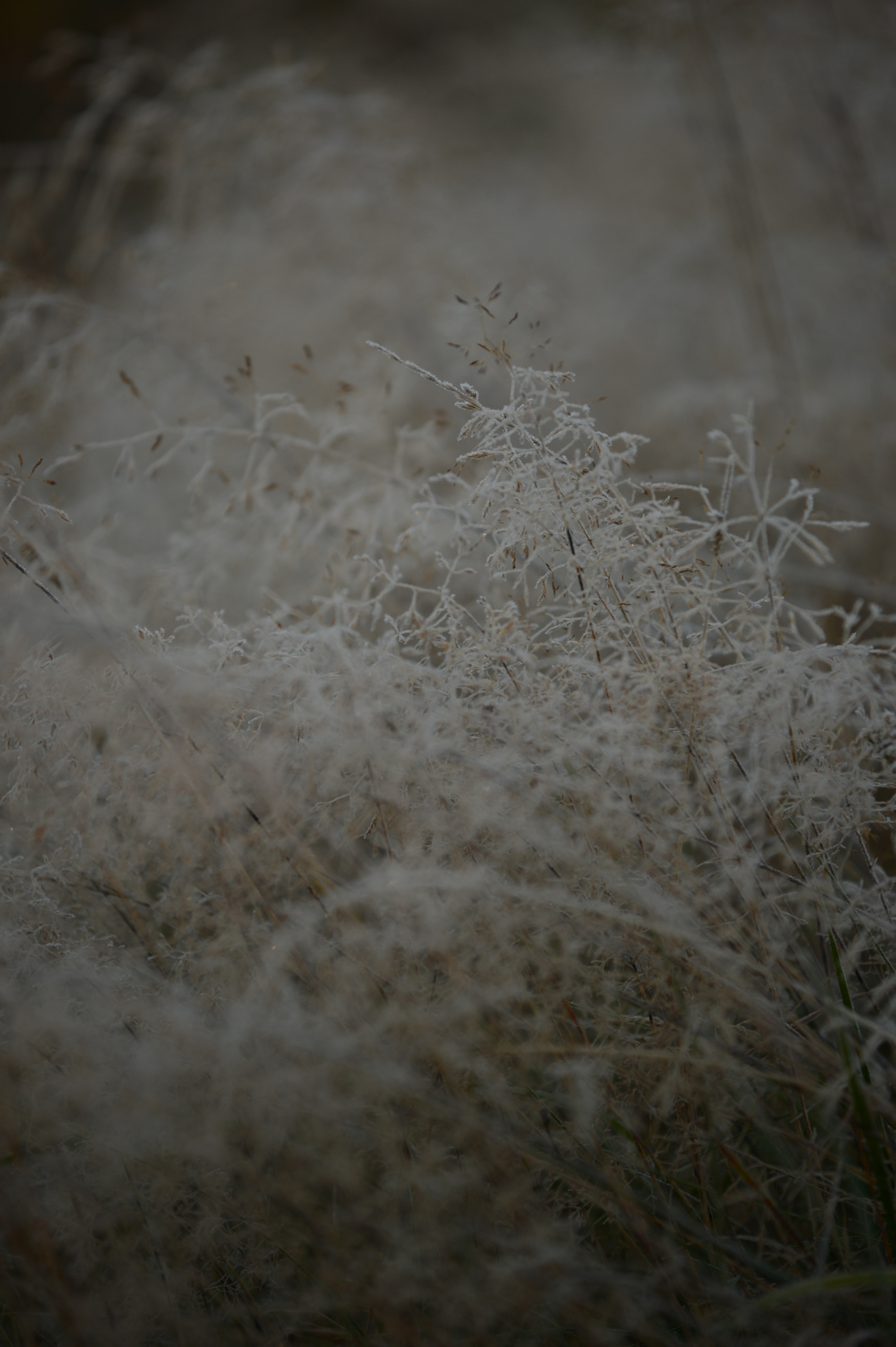 Nikon AF-S Nikkor 70-200mm F4G ED VR sample photo