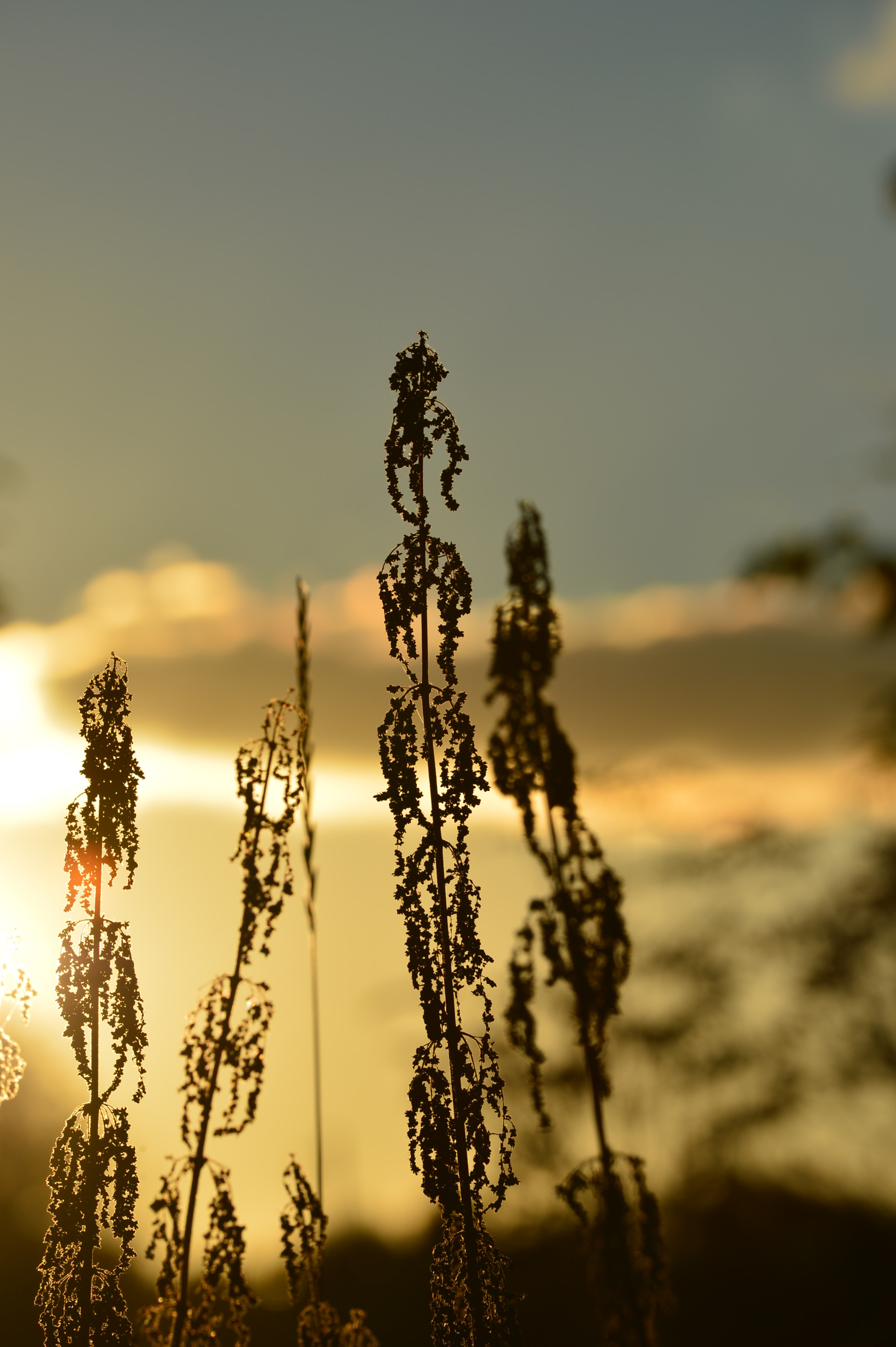 Nikon AF-S Nikkor 70-200mm F4G ED VR sample photo