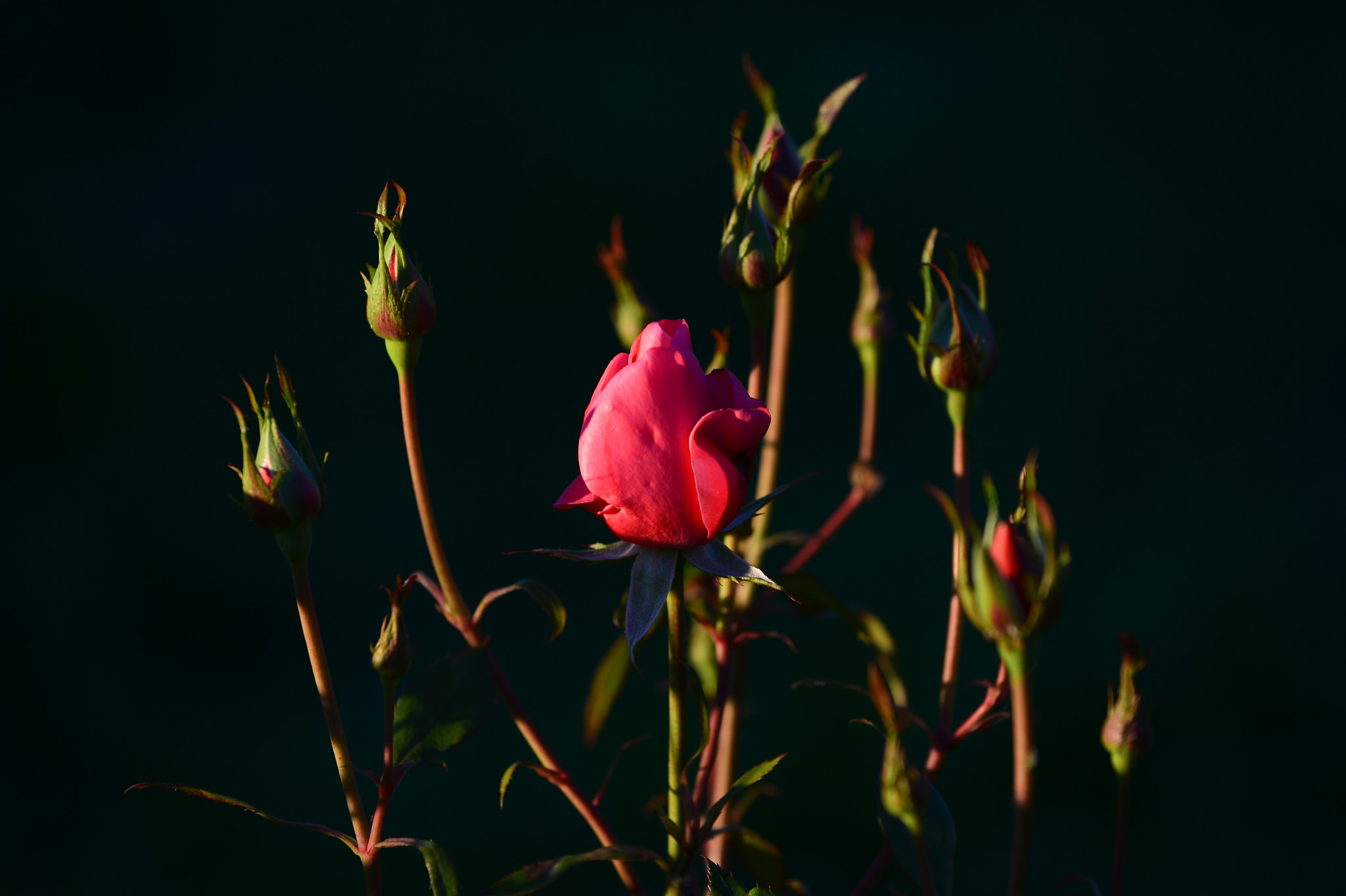 Nikon AF-S Nikkor 70-200mm F4G ED VR sample photo