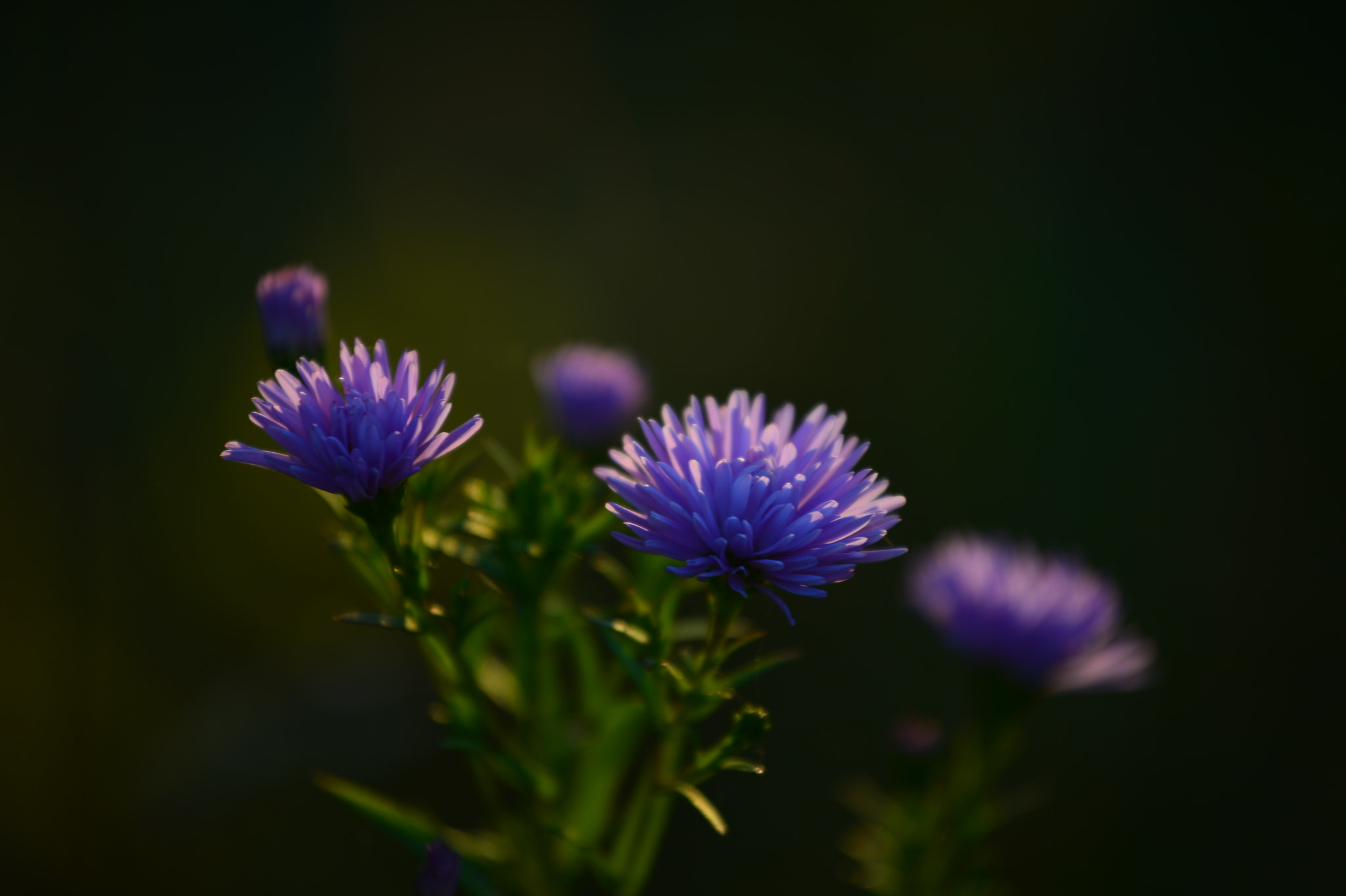 Nikon AF-S Nikkor 70-200mm F4G ED VR sample photo