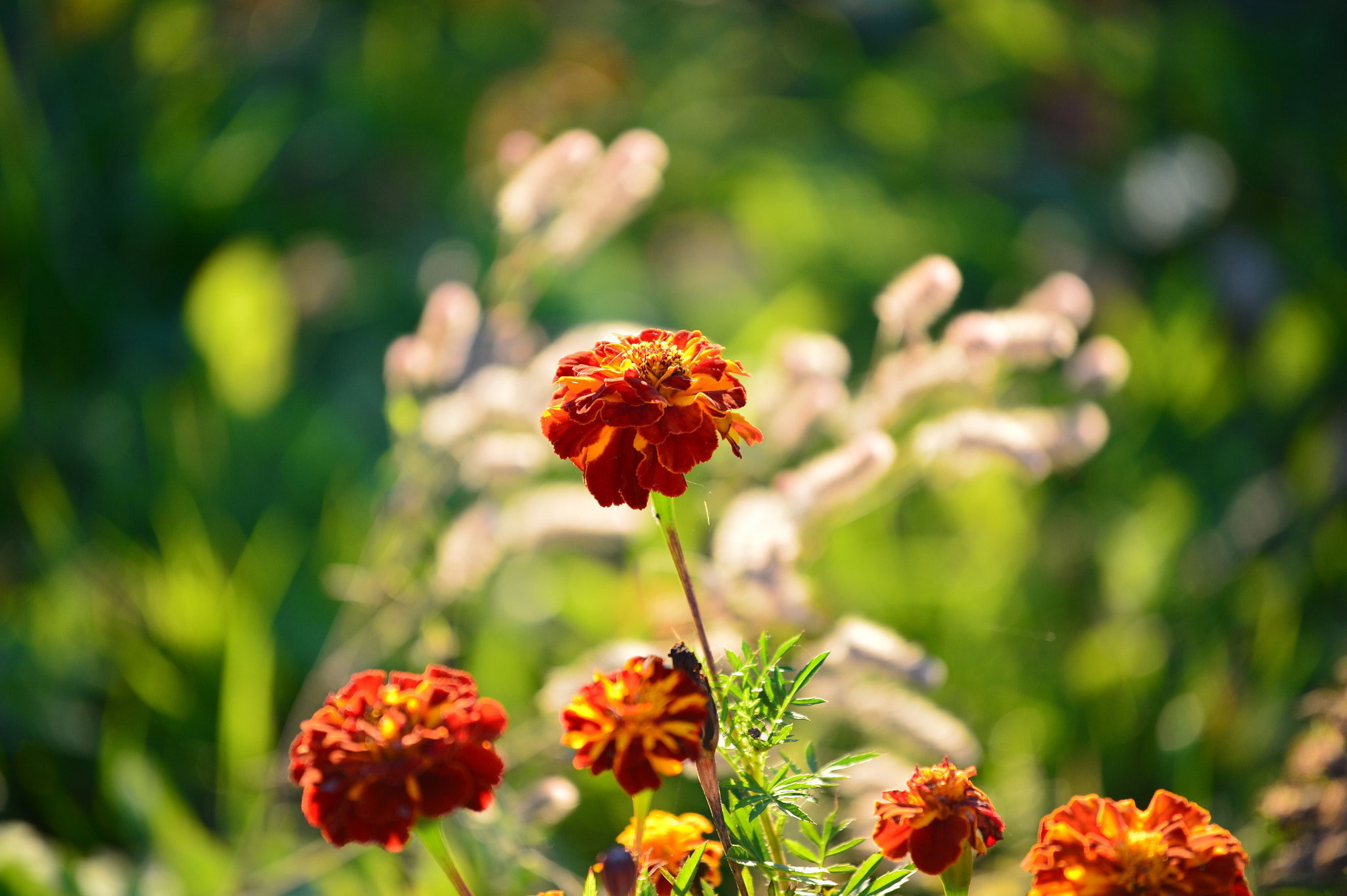 Nikon AF-S Nikkor 70-200mm F4G ED VR sample photo