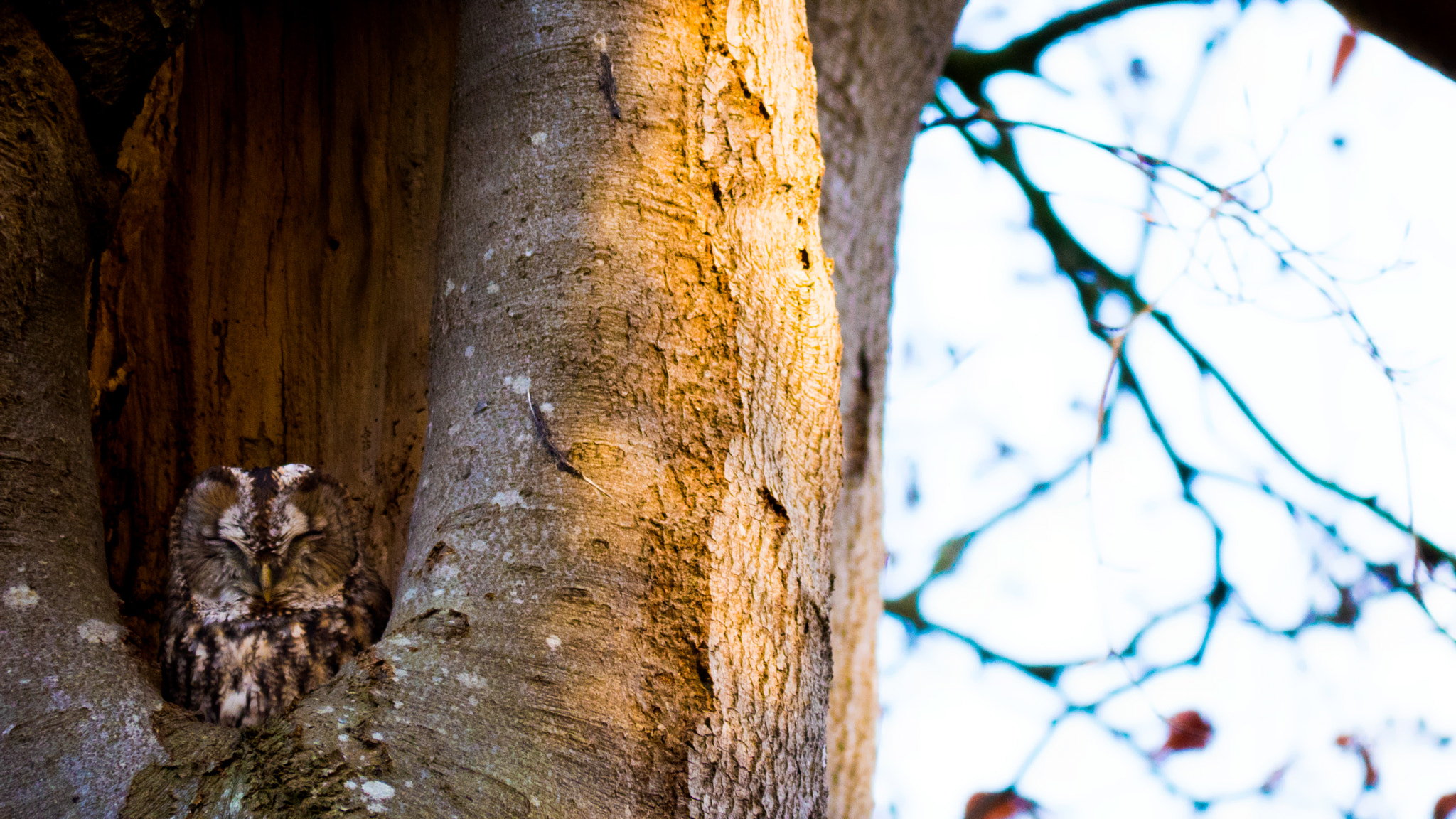 Panasonic Lumix DMC-GH4 sample photo. Uil / owl photography