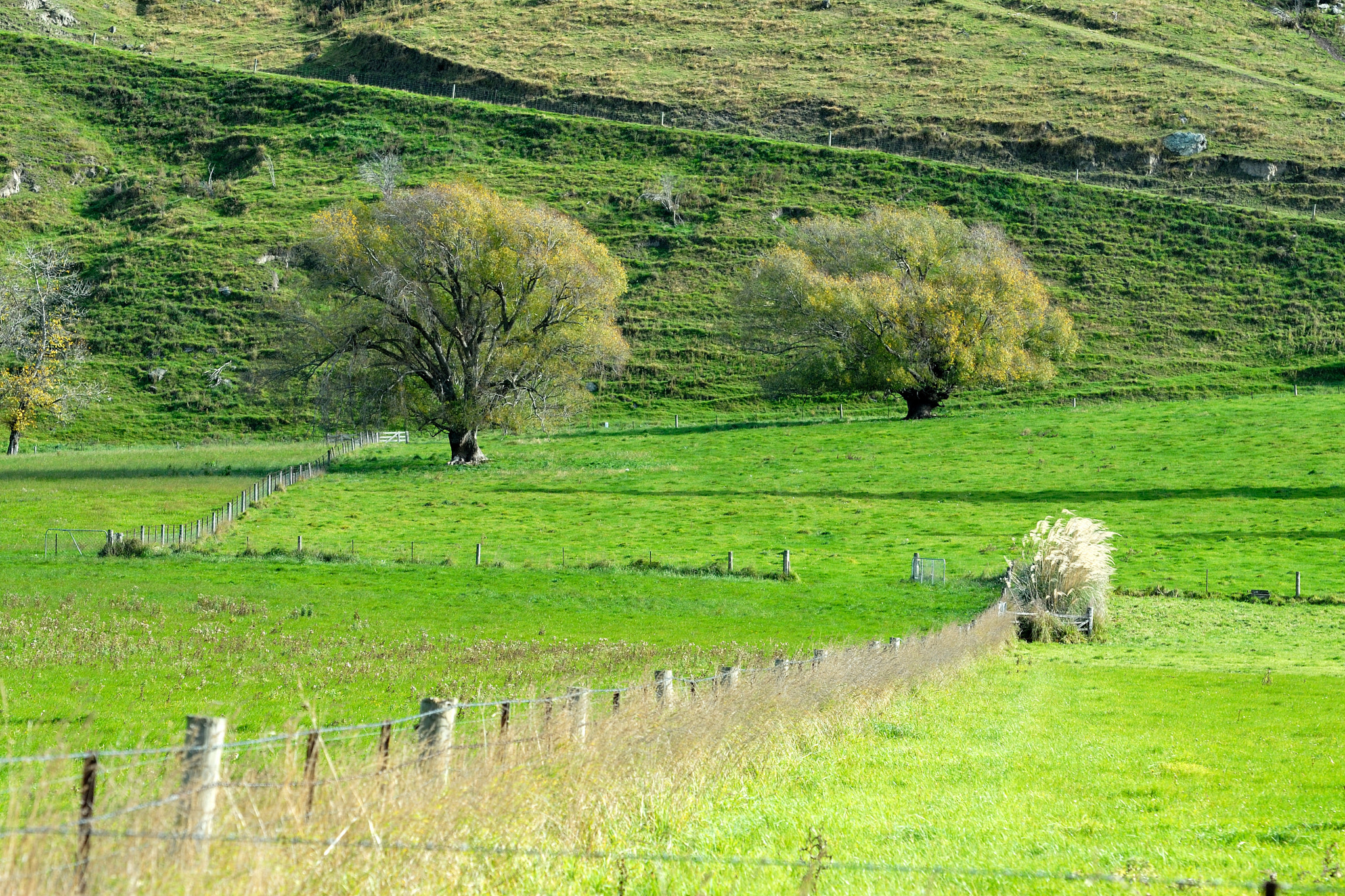 Nikon D200 sample photo. Trees at mountain foot photography