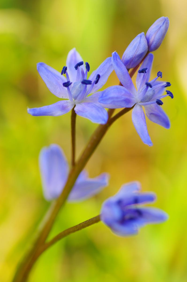 Pentax K-r + Tamron SP AF 90mm F2.8 Di Macro sample photo. Flower photography