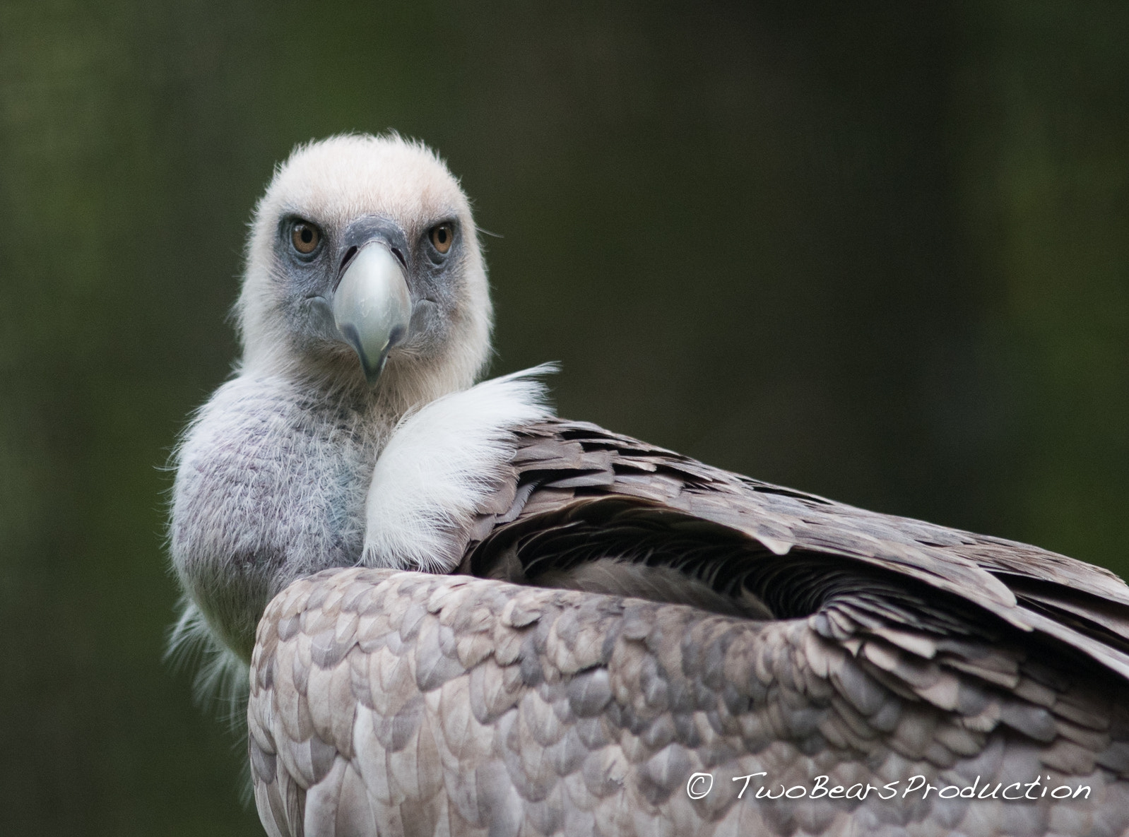 Nikon D810 + AF Nikkor 300mm f/4 IF-ED sample photo. Vulture is watching you! photography