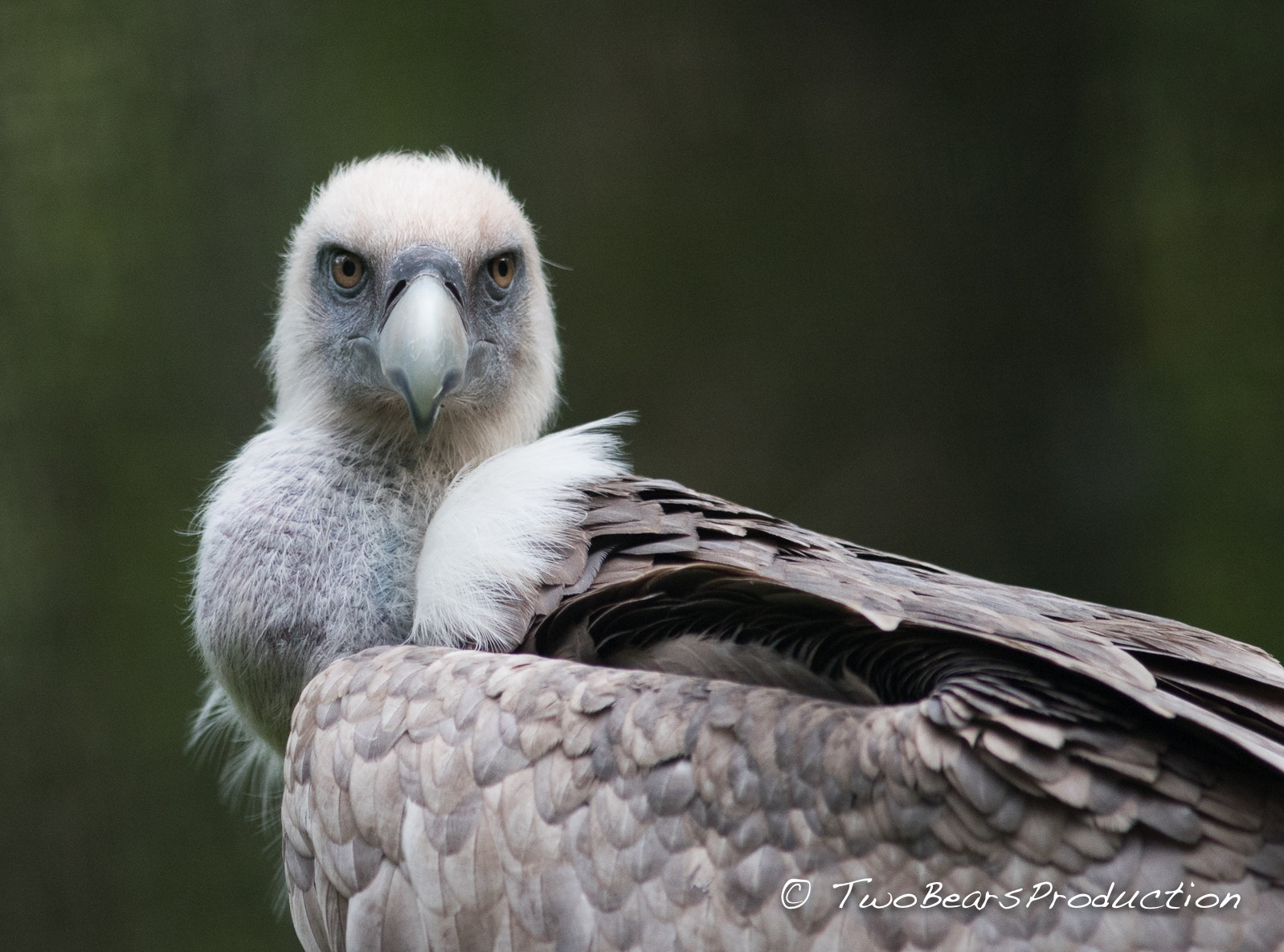 AF Nikkor 300mm f/4 IF-ED sample photo. Vulture is watching you! photography