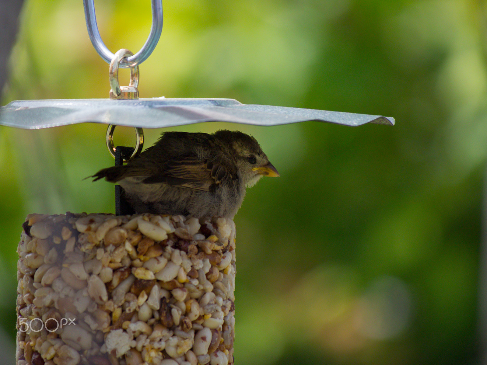 Olympus PEN E-PL5 sample photo. My favorite hiding place photography