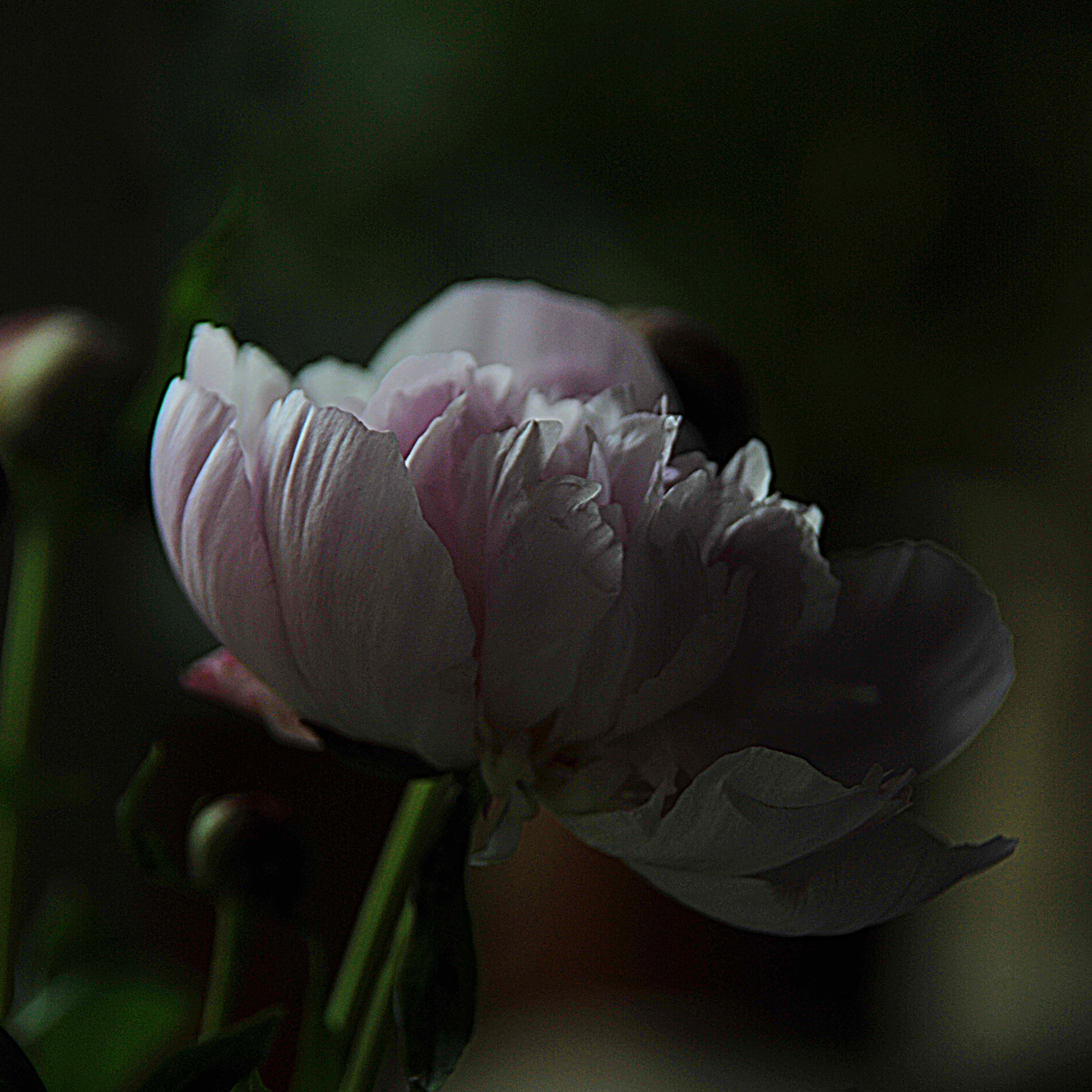 Nikon D3S sample photo. ...a flower... photography