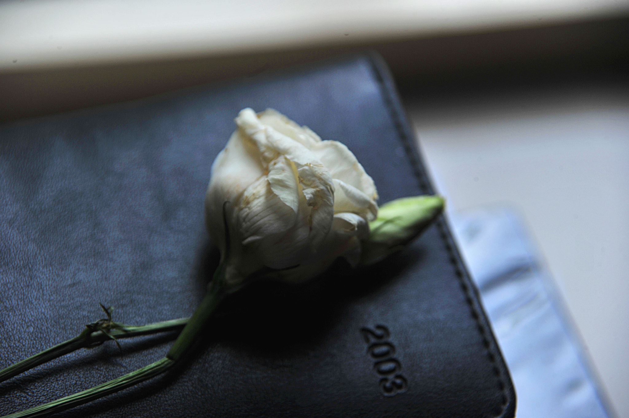 Nikon D3S sample photo. ...落花... photography