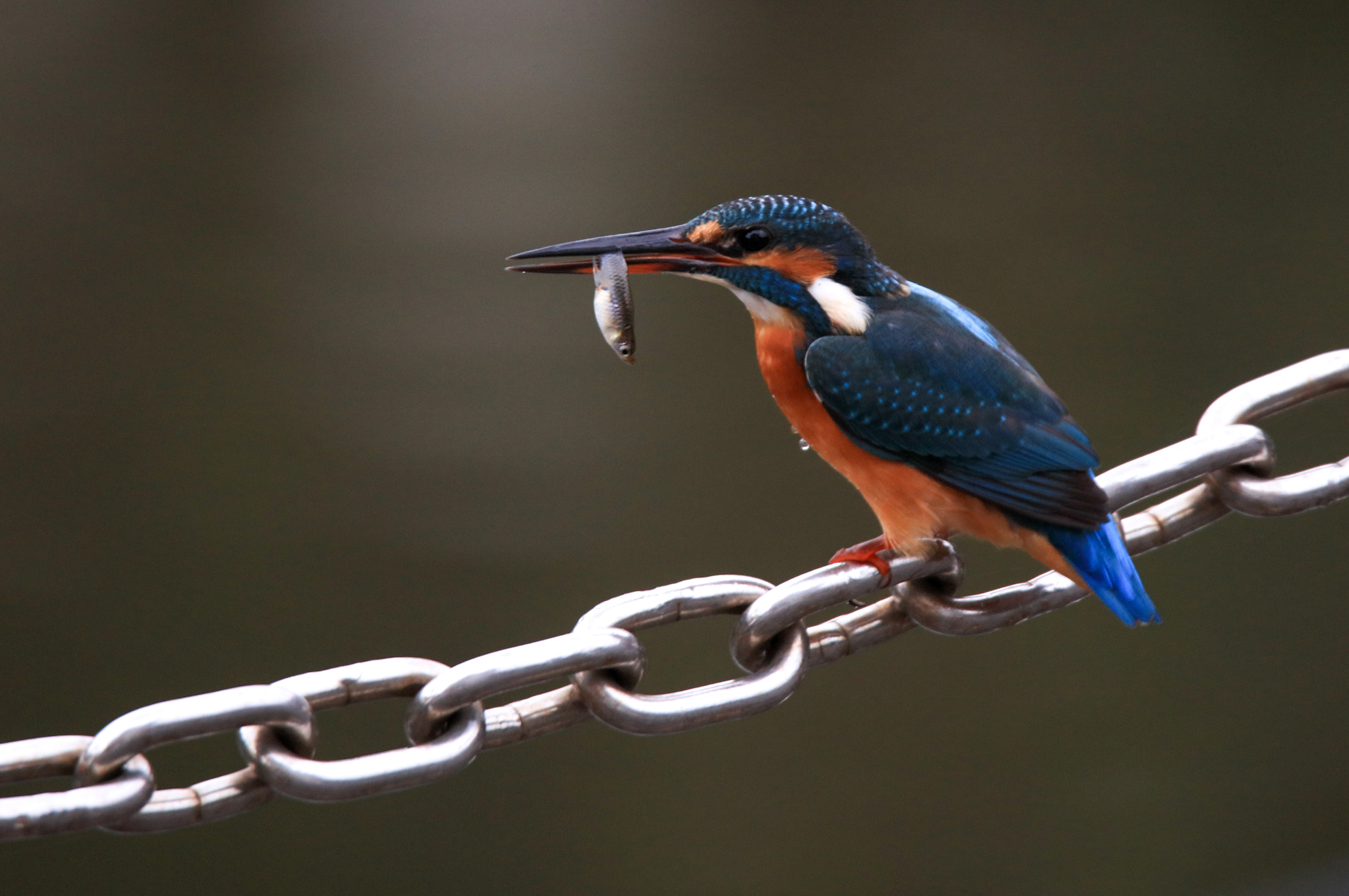 Canon EOS 5DS sample photo. Kingfisher photography