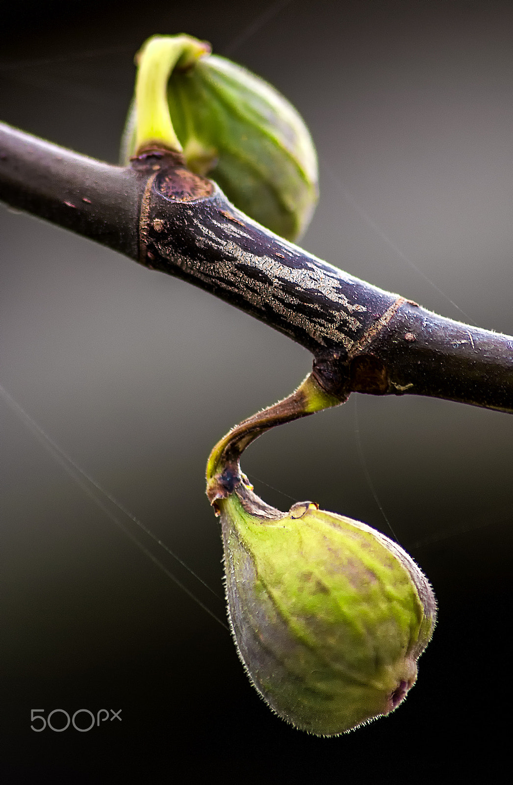 Nikon D80 + Sigma 70-300mm F4-5.6 APO DG Macro sample photo. Figs photography