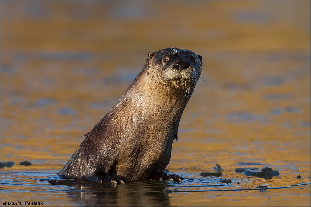 Canon EF 500mm F4L IS II USM sample photo. Northern river otter on ice photography