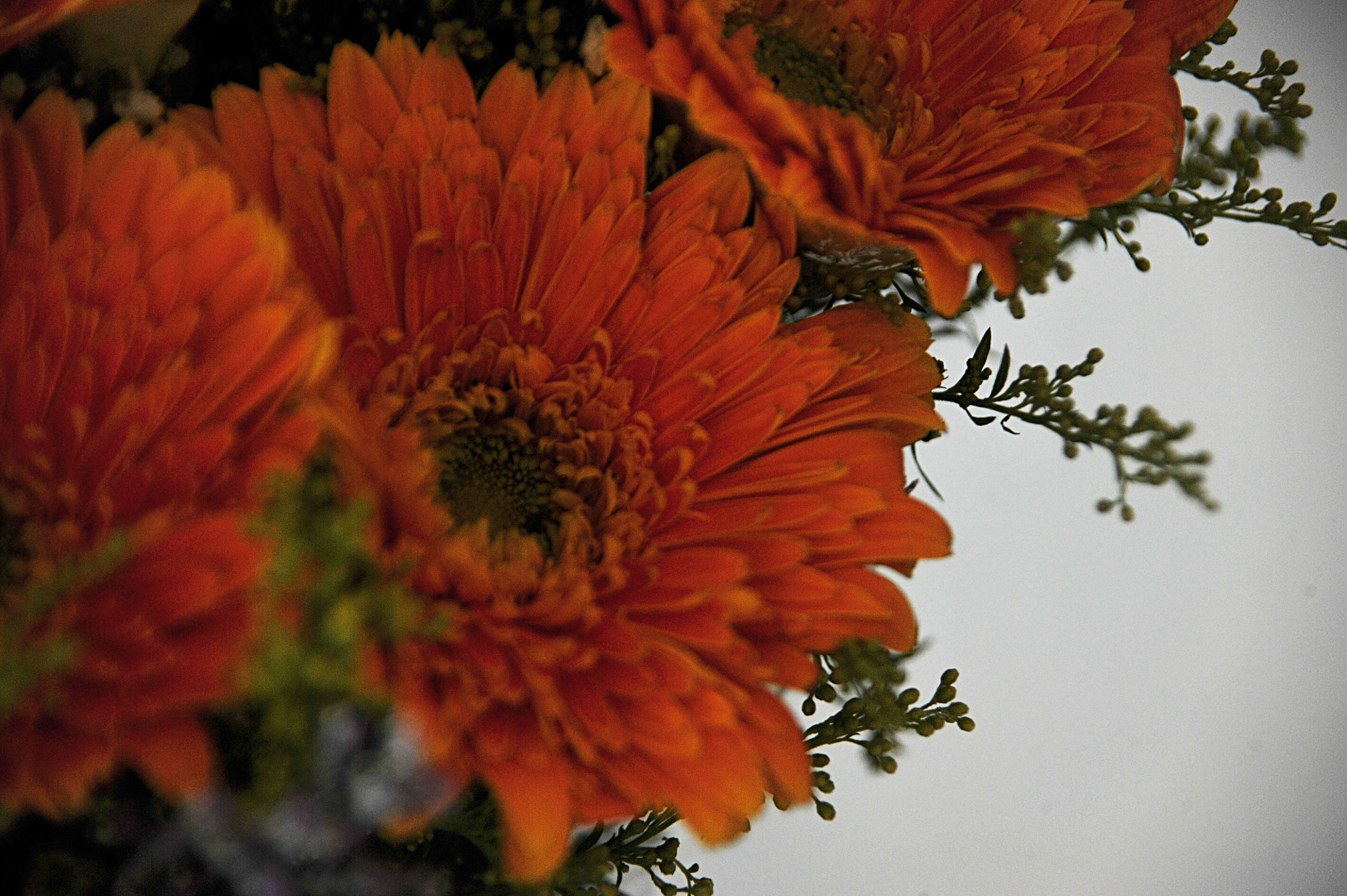 Nikon D3S sample photo. ...flowers... photography
