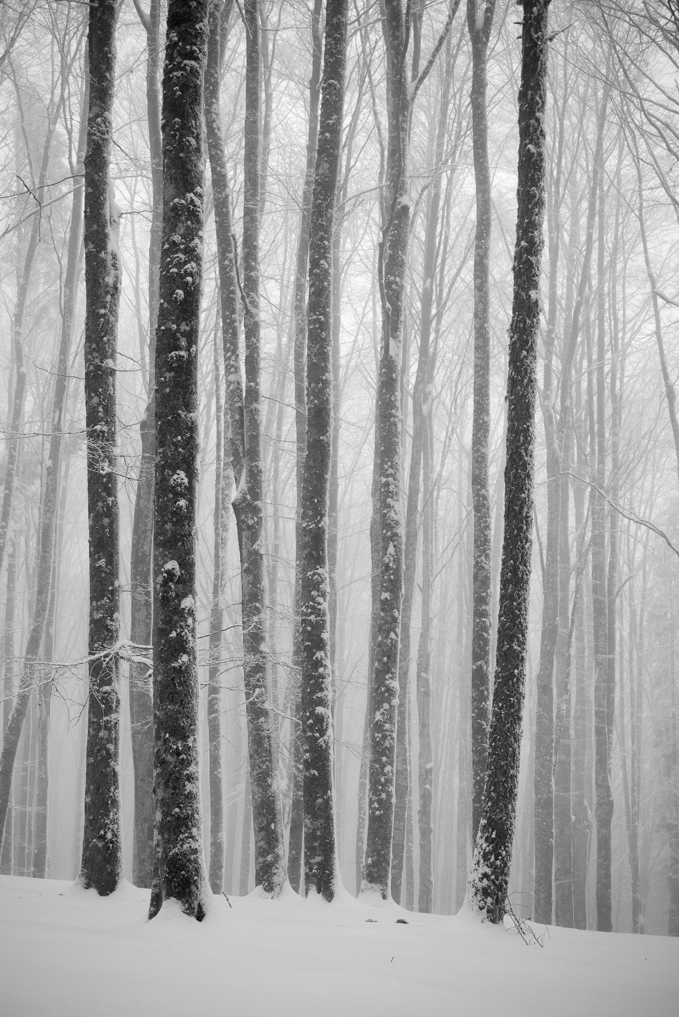 AF Zoom-Nikkor 28-70mm f/3.5-4.5 sample photo. Snow photography