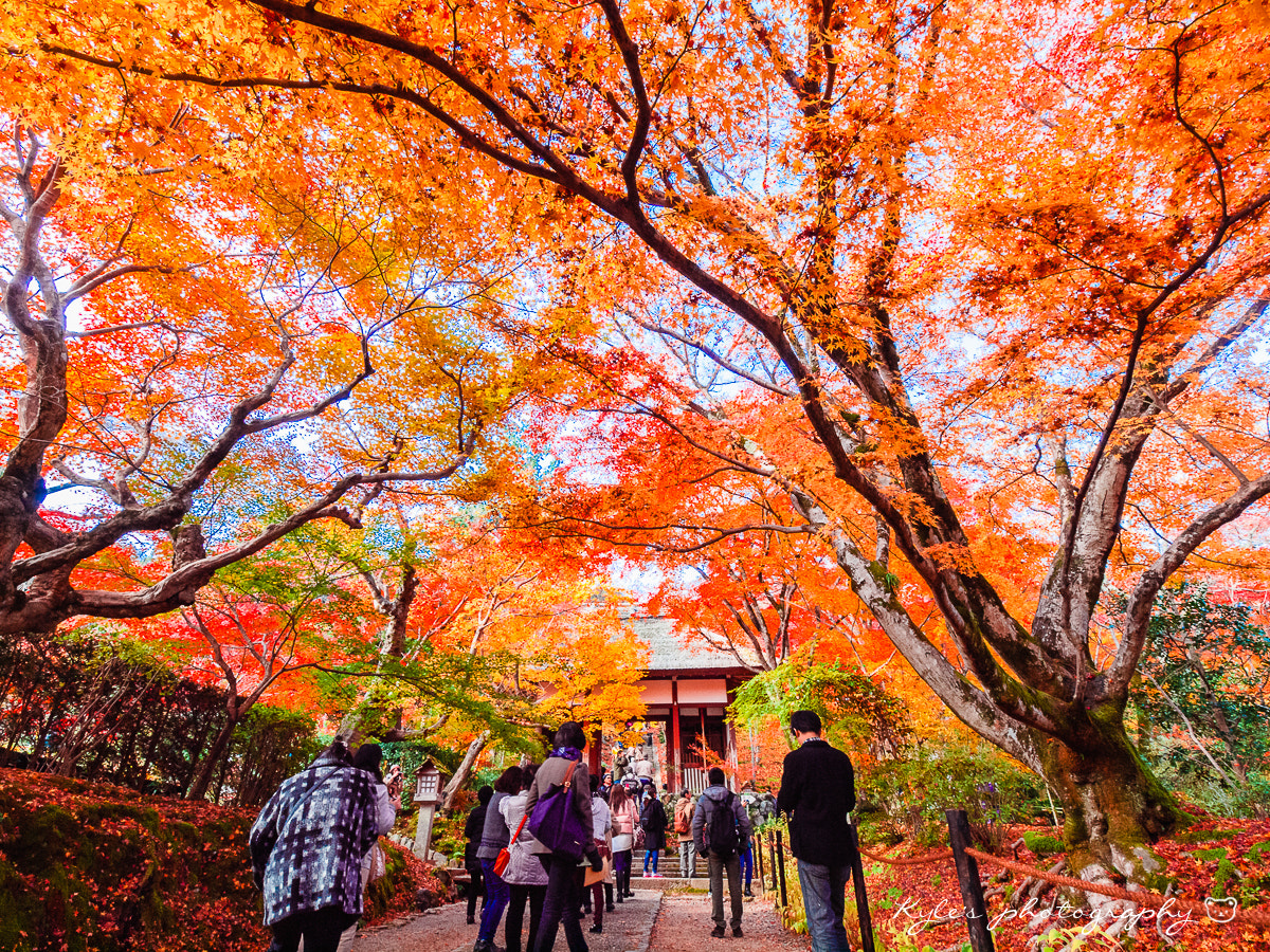 Olympus Zuiko Digital ED 9-18mm F4.0-5.6 sample photo. 常寂光寺 photography
