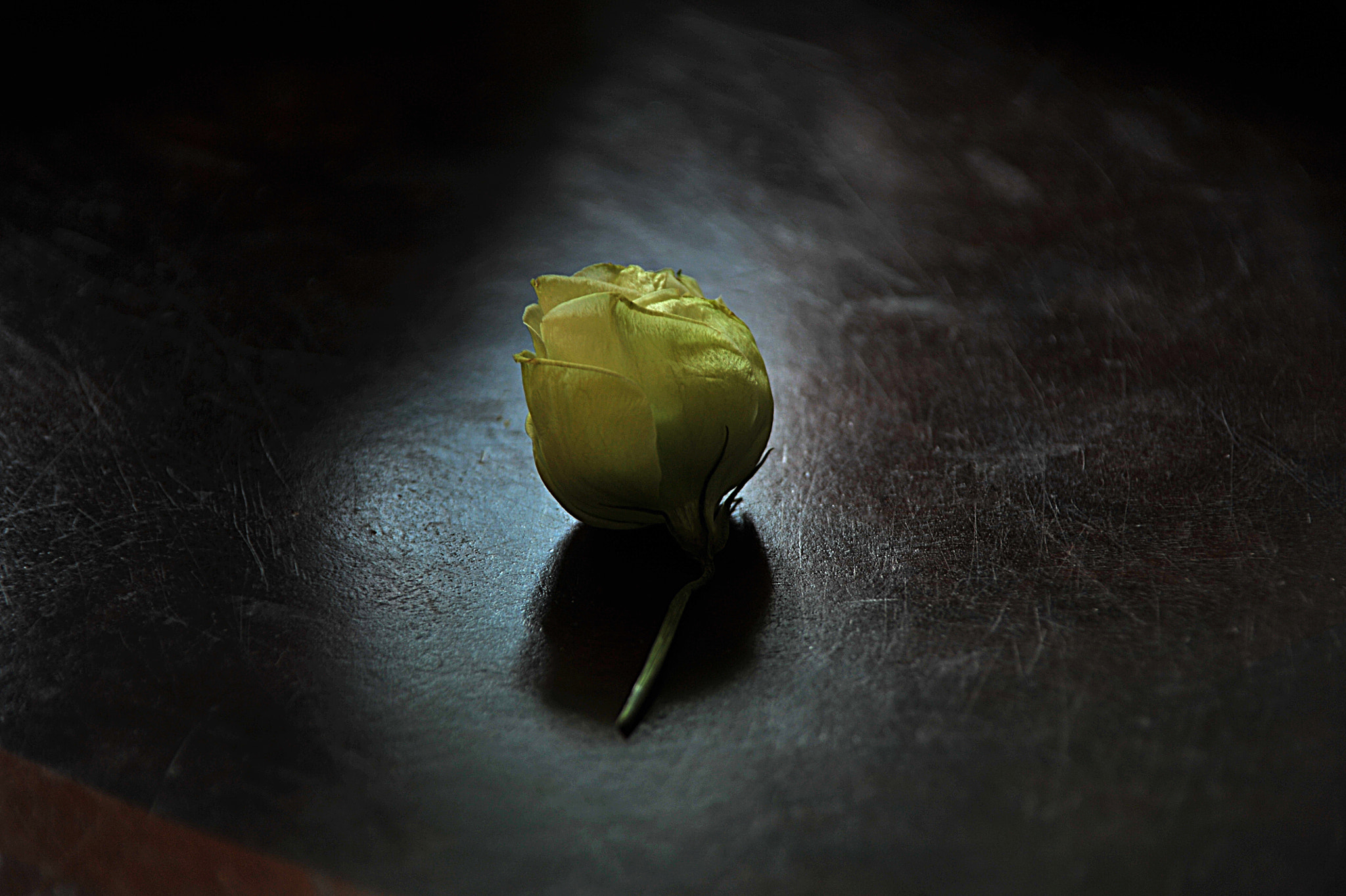 Nikon D3S sample photo. ...落花... photography