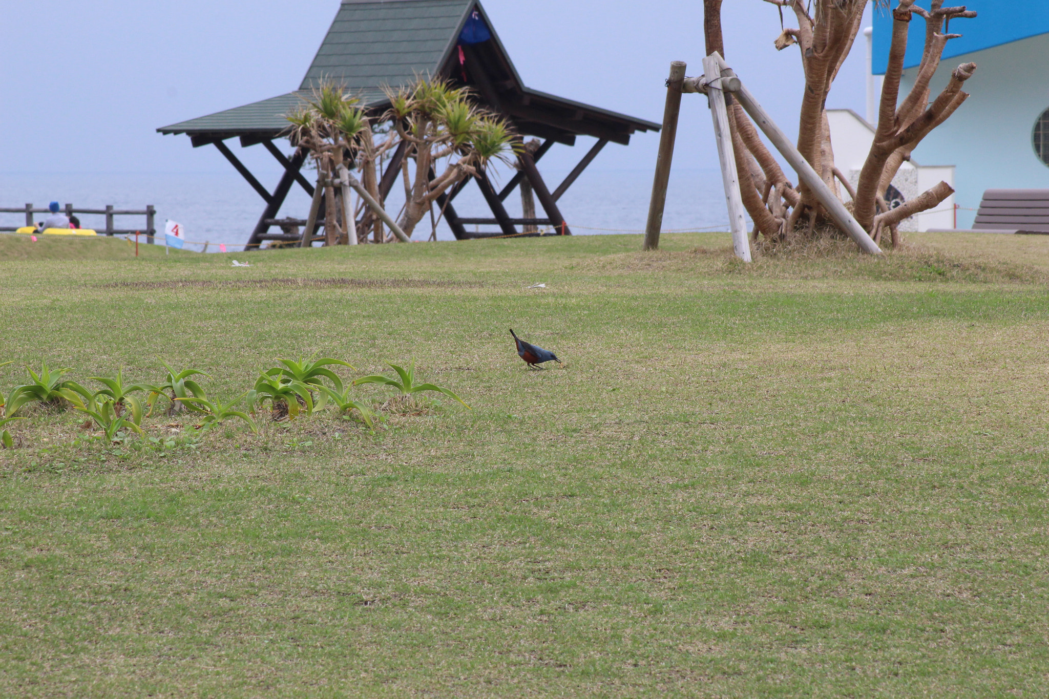 Canon EOS 100D (EOS Rebel SL1 / EOS Kiss X7) sample photo. Amami oshima photography