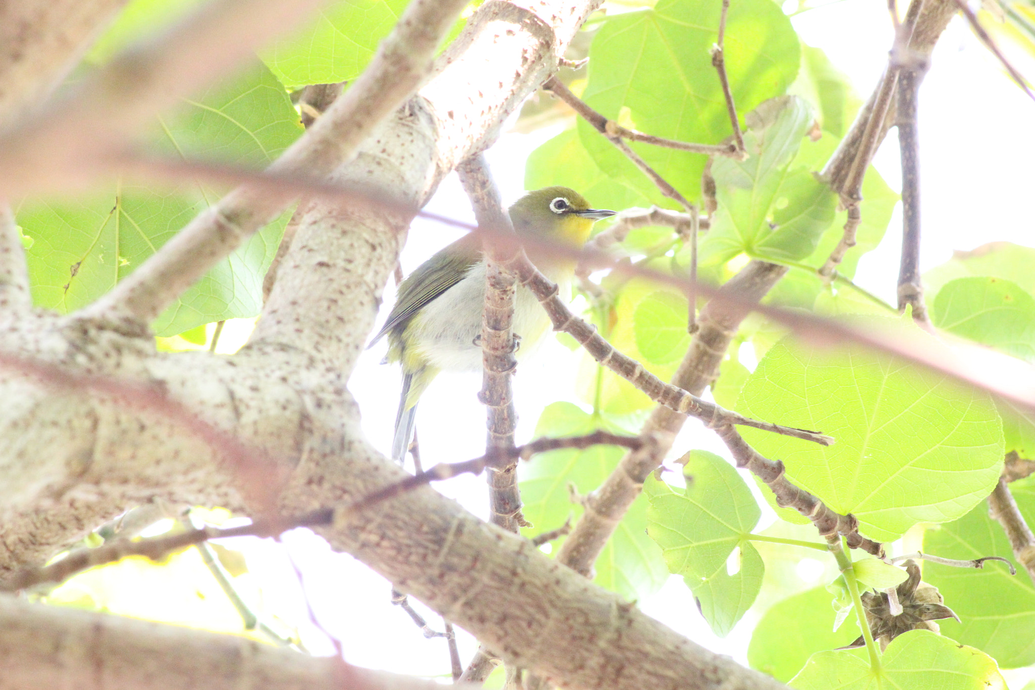 Canon EOS 100D (EOS Rebel SL1 / EOS Kiss X7) sample photo. Amami oshima photography