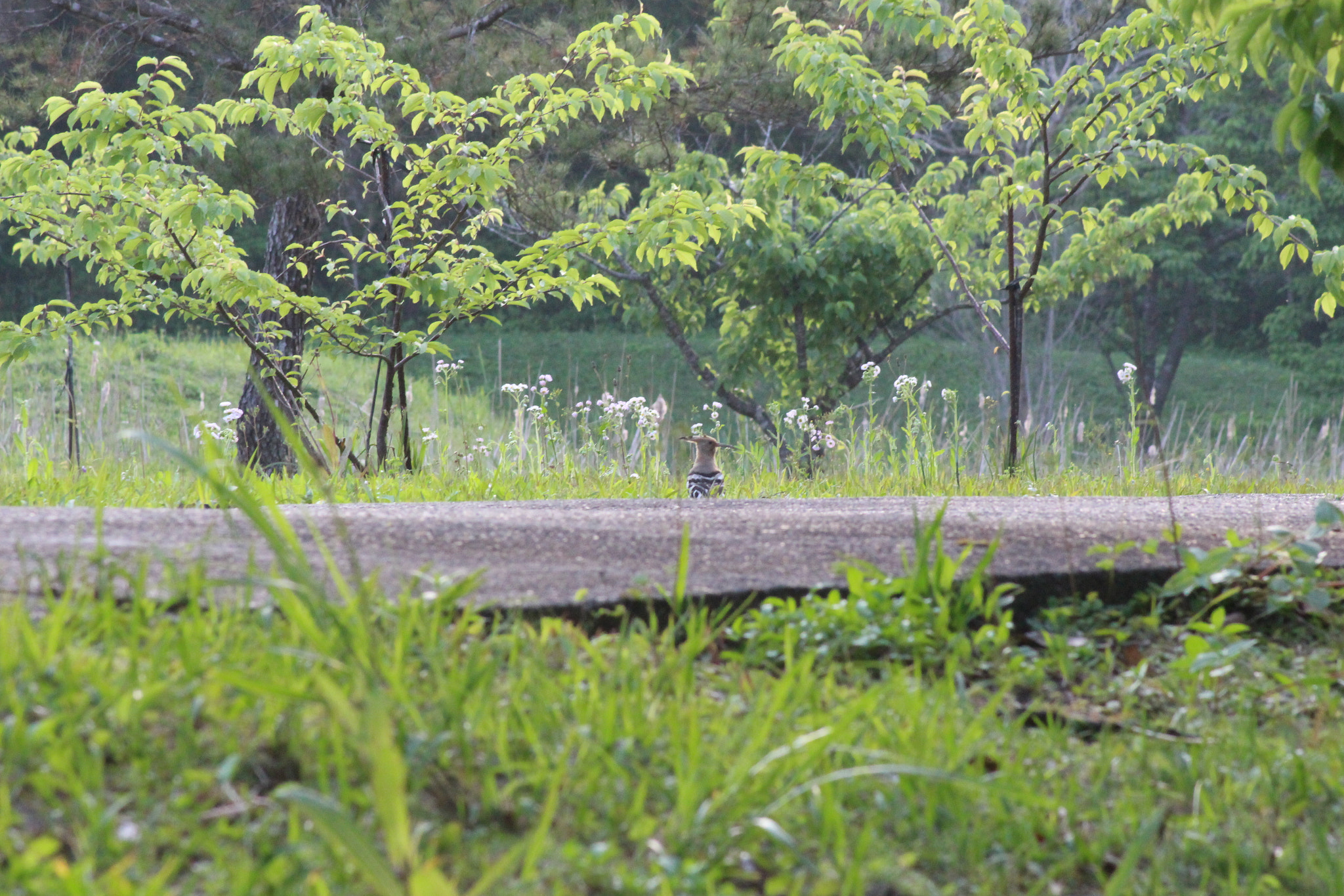 Canon EOS 100D (EOS Rebel SL1 / EOS Kiss X7) sample photo. Amami oshima photography
