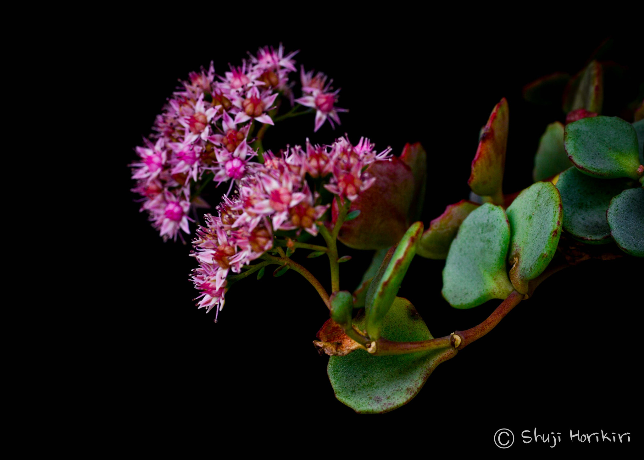 Nikon D800 + Sigma 50mm F2.8 EX DG Macro sample photo. Pink flowers photography