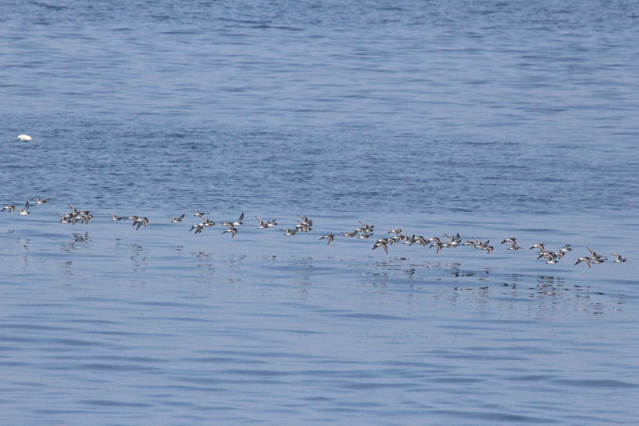 Canon EOS 100D (EOS Rebel SL1 / EOS Kiss X7) sample photo. Wildlife and landscape　in isikawa photography