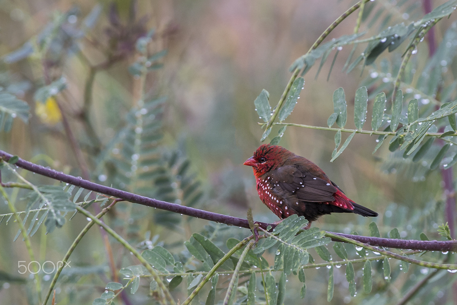 Nikon D4 + Nikon AF-S Nikkor 300mm F4D ED-IF sample photo. Red advadavat finch (m) photography