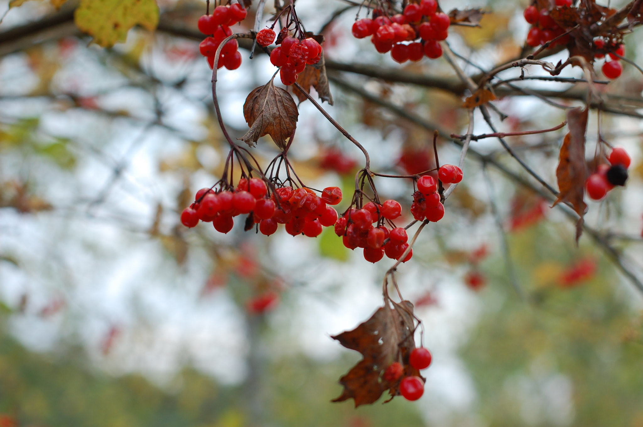 Nikon D40 sample photo. *** photography