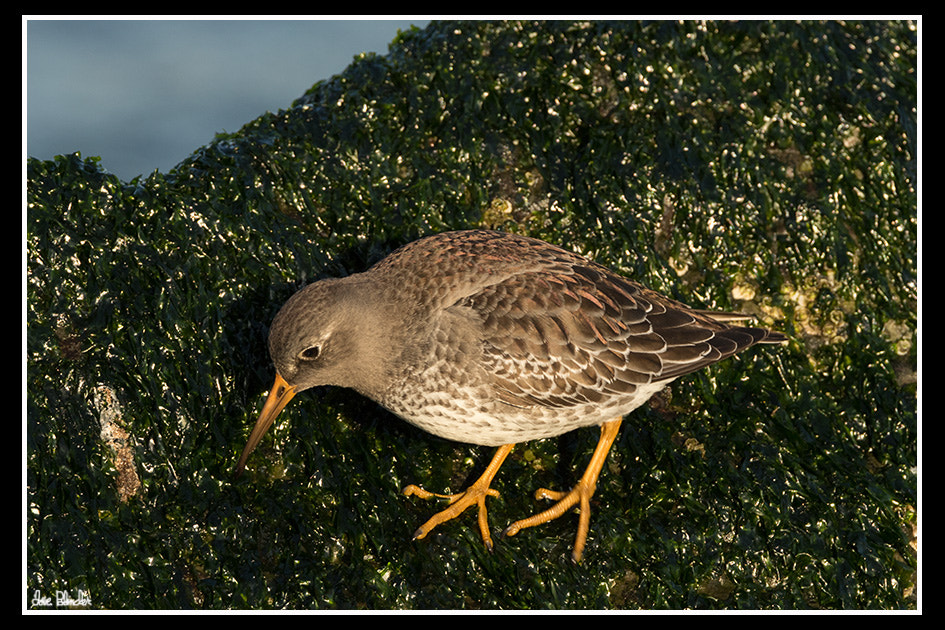 Canon EOS M2 sample photo. Where do purple sandpipers get their name from? photography