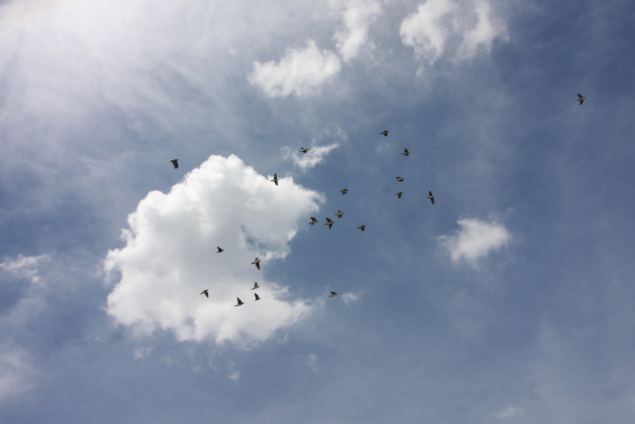 Canon EF-S 10-18mm F4.5–5.6 IS STM sample photo. Birds and landscapes at oiso photography