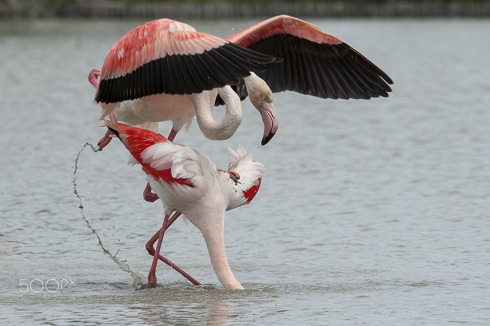 Sigma 150-500mm F5-6.3 DG OS HSM sample photo. Ah l'amour photography