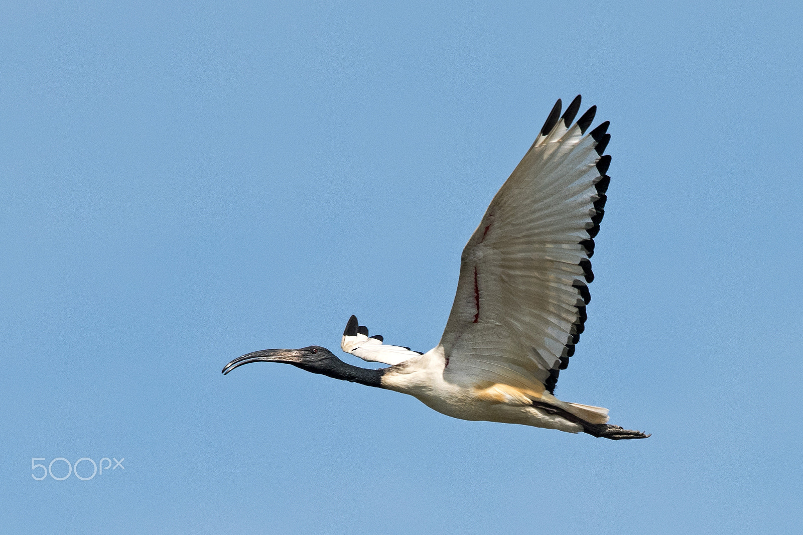 Sigma 120-400mm F4.5-5.6 DG OS HSM sample photo. Ibis photography